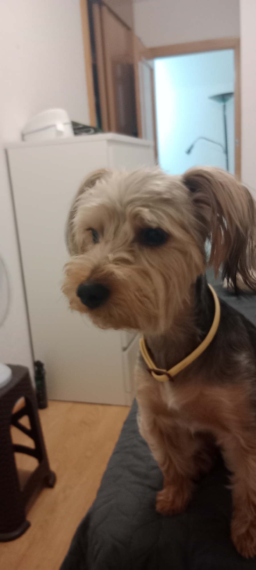 A Yorkshire Terrier dog is seated on a dark gray quilted surface, possibly a sofa or bed. The dog is facing left, with its head slightly tilted down. It has tan and gray fur, and is wearing a yellow collar. In the background, a white cabinet is visible, with a doorway and a floor lamp in the distance. The floor is a light wood color. The overall setting appears to be indoors, likely in a residential environment in Galapagar, Spain.