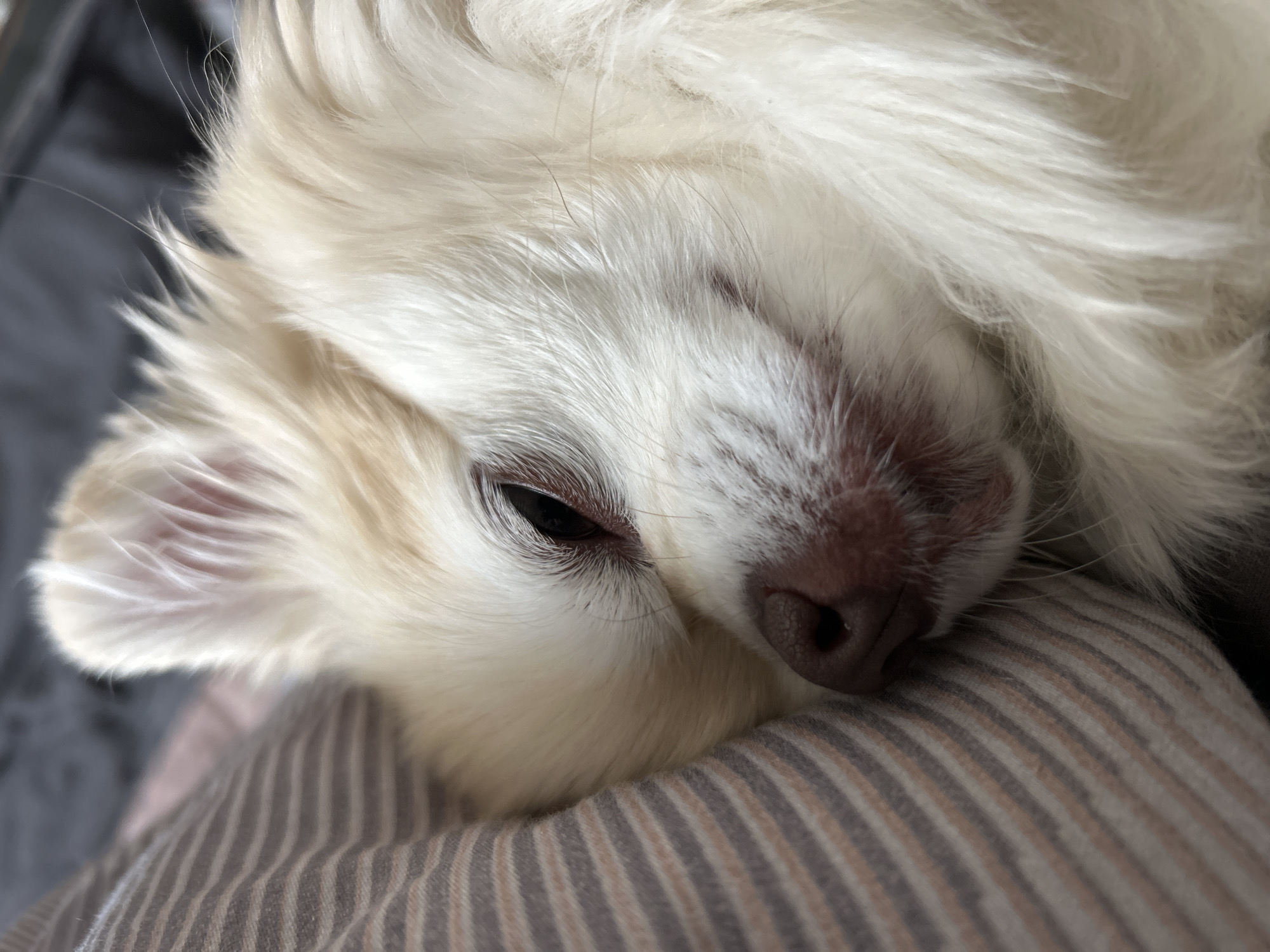 The image is a close-up, overhead shot of a cream-colored dog sleeping on a pillow with gray and pink stripes. The dog's face is mostly in focus, showing its closed eye, pink nose, and long, fluffy fur. The background is dark and out of focus. The scene appears to be indoors, possibly on a bed. There is no indication of the location being in Moskovskiy, Russia.