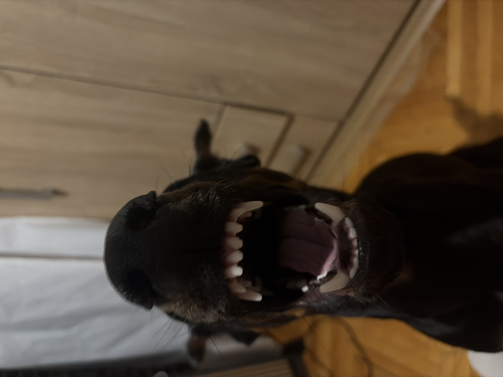 The image is a close-up, low-angle shot of a black dog's open mouth, revealing its teeth and pink tongue. The dog's head is partially visible at the top and sides of the frame, with dark fur. The background is blurred, but appears to be an indoor environment with wooden flooring and vertical elements that could be furniture or walls. There is no discernible location in the city of Sofia, Bulgaria, present in the image.