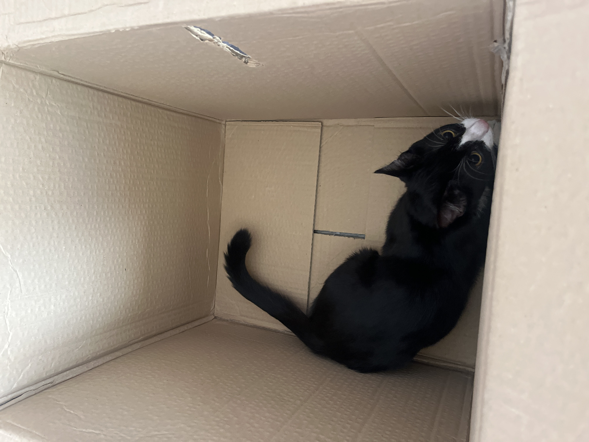 A black and white cat is in a cardboard box. The cat is positioned in the corner of the box, looking upwards. The box is brown and has a hole in the top. The inside of the box is visible, showing the cardboard texture and seams.