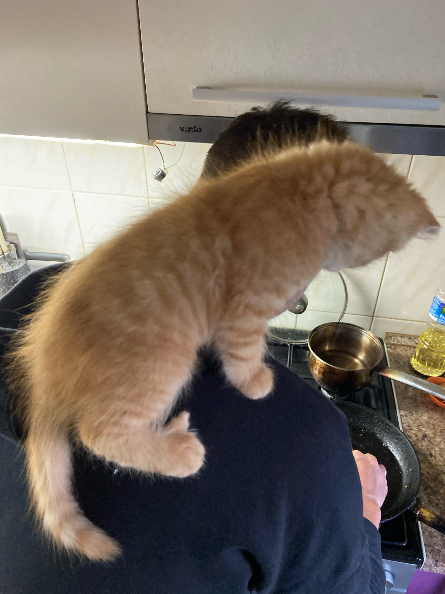 An orange kitten is perched on the shoulders of a person in a kitchen. The kitten is facing away from the camera, with its body angled to the right. The person is wearing a black sweatshirt and is holding a frying pan on a stovetop. A small pot with a lid is also on the stovetop next to the frying pan. To the right of the stovetop, there is a bottle of cooking oil and a small orange bowl. The kitchen has white tiled walls and light-colored cabinets.