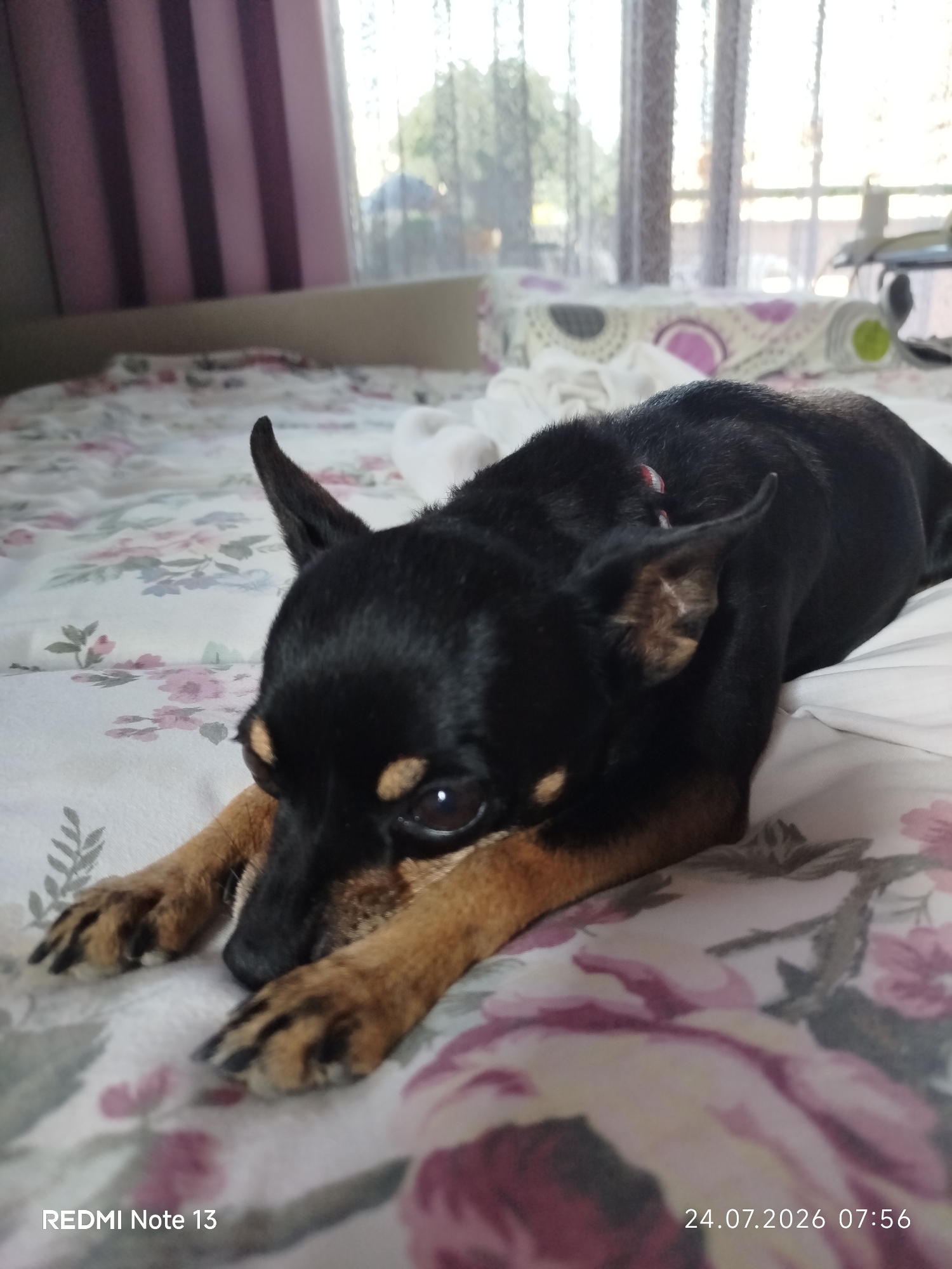 A black and tan Miniature Pinscher is lying on a bed with a floral pattern. The dog is facing left, with its head resting on its paws. The bedspread is white with pink and purple floral designs. Behind the bed, there is a window with purple and white striped curtains. The overall lighting suggests it is daytime. The timestamp on the bottom right of the image indicates the date and time as "24.07.2026 07:56". The text "REDMI Note 13" is visible on the bottom left of the image. There is no information to determine the location within Sithonia Municipal Unit, Greece.