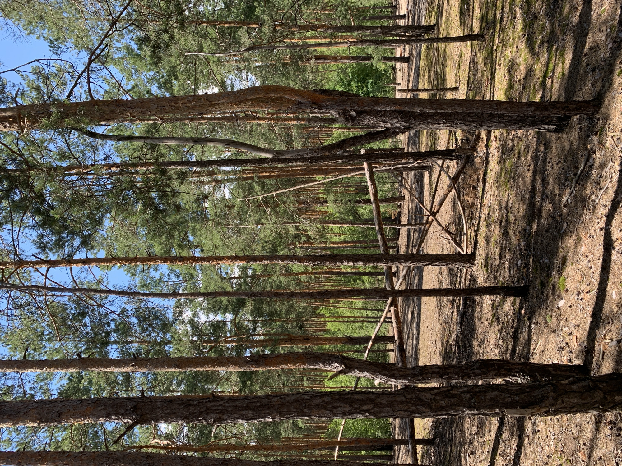The image depicts a forest scene in Hostomel, Ukraine. The foreground is dominated by the trunks of several tall pine trees with rough, brown bark. The ground is covered with dry pine needles, fallen branches, and scattered pine cones, with patches of green moss visible in some areas. Sunlight filters through the canopy, casting dappled shadows on the forest floor. In the mid-ground, there is a rustic wooden fence-like structure constructed from branches, appearing somewhat dilapidated. Beyond this, the forest continues with more pine trees and a dense undergrowth of green foliage, suggesting a natural woodland environment. The sky visible through the trees is a clear blue. The scene is devoid of any human presence or activity.