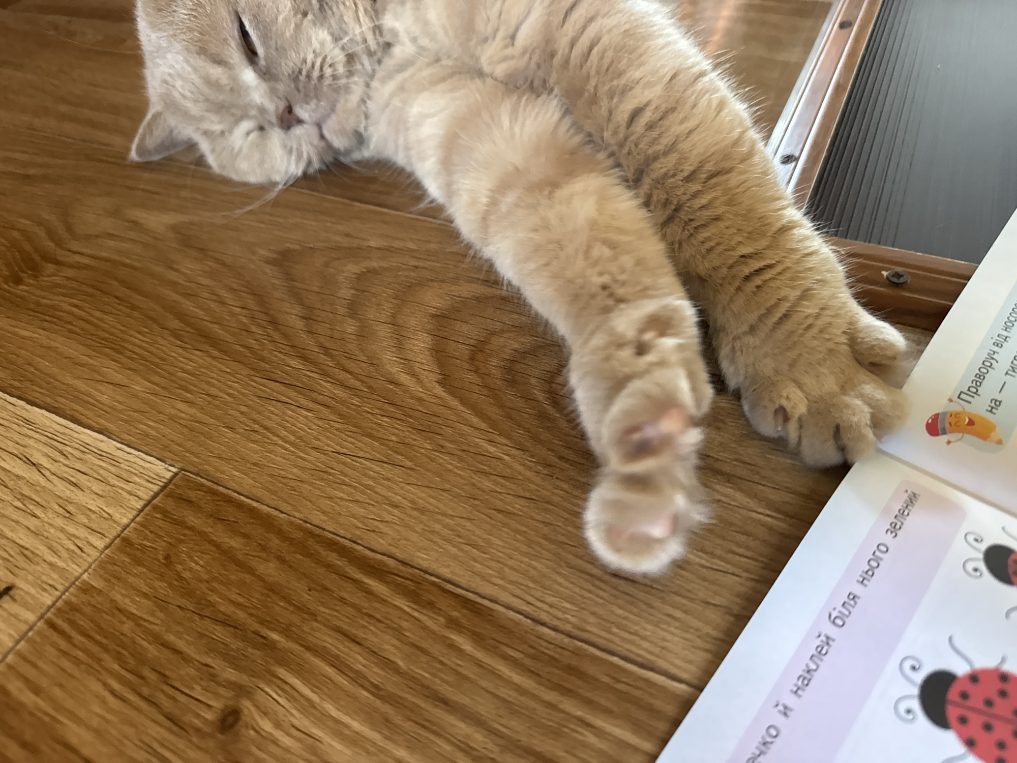 A light brown tabby cat is lying on its side on a wooden floor. The cat's front paws are extended and visible. Next to the cat is an open book with pink and white pages. The book has text and images of ladybugs. A wooden structure is visible in the background. The scene is indoors.