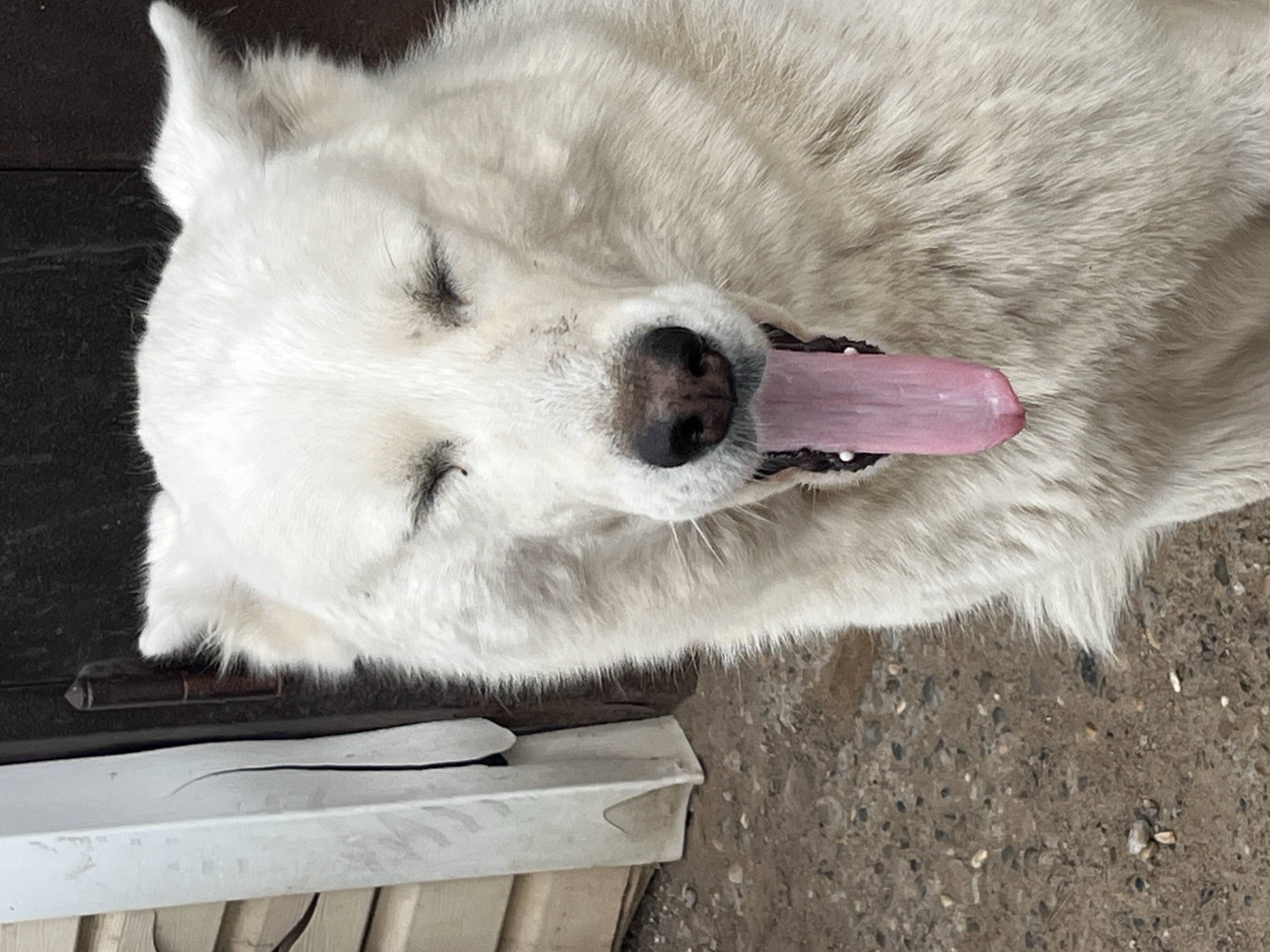 An overhead shot captures a large, white, fluffy dog lying down, seemingly relaxed or asleep, in Шолья, Russia. The dog, possibly a Great Pyrenees or similar breed, has its eyes closed and a pink tongue extended from its mouth, suggesting panting or a state of deep relaxation. Its nose is dark, and its ears are pointed. The dog's luxurious white fur is a prominent feature.
The background elements provide context for the setting. To the left and behind the dog's head, a dark, possibly wooden surface is visible. Beneath the dog's chin, a white, trough-like object, potentially made of plastic or metal, is present. A dark metal hinge is also partially visible near the dog's neck. The ground beneath the dog's body consists of a rough, gravelly surface with small stones and pebbles. The overall lighting suggests it is daytime. No text is visible in the image. The dog appears calm and comfortable in its surroundings.