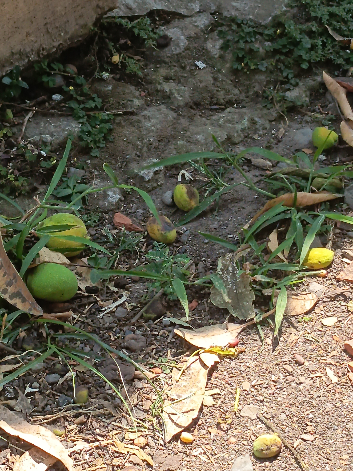 In Kandangjati Wetan, Indonesia, a ground-level, outdoor scene captures a collection of fallen fruits scattered amidst dry leaves, small stones, and sparse green vegetation. The fruits vary in size and color, with some appearing green and smooth, while others are smaller, oval-shaped, and have a mottled yellow and brown appearance, suggesting ripeness or decay. The background consists of a textured, rough surface, possibly concrete or a wall, partially covered by low-lying green plants. The lighting suggests a sunny day, with distinct shadows cast by the foliage and objects. The overall impression is one of a natural accumulation of fallen produce in an uncultivated area.