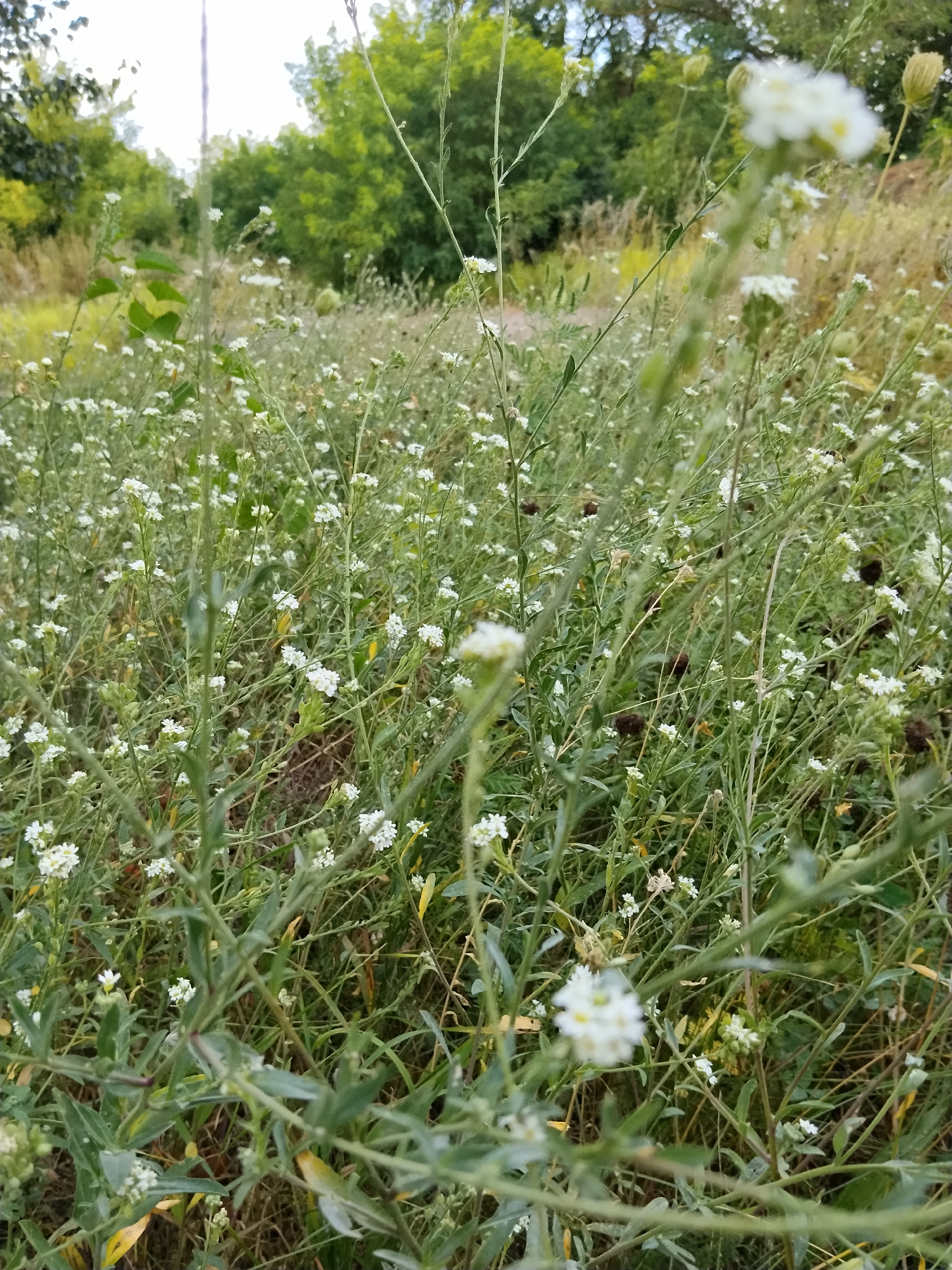 The image depicts a dense field of small white wildflowers and green foliage, with a blurred background of trees and a hint of a pale sky. The wildflowers are clustered on thin, green stems, creating a textured and somewhat wild appearance. Some darker, round seed pods are scattered amongst the greenery. The scene is set outdoors in a natural environment, likely a meadow or a roadside verge. There are no visible signs of human activity or structures. The lighting suggests it is daytime, possibly overcast due to the pale sky. The overall impression is one of natural growth and a somewhat unkempt but lively ecosystem.