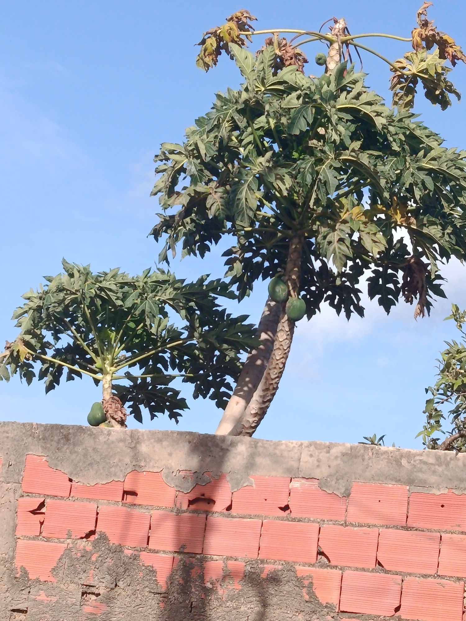A clear day in Juan Griego, Venezuela, shows two papaya trees growing behind a partially crumbling red brick wall. The trees have large green leaves and several green papayas are visible hanging from the trunks. The sky is a clear blue.