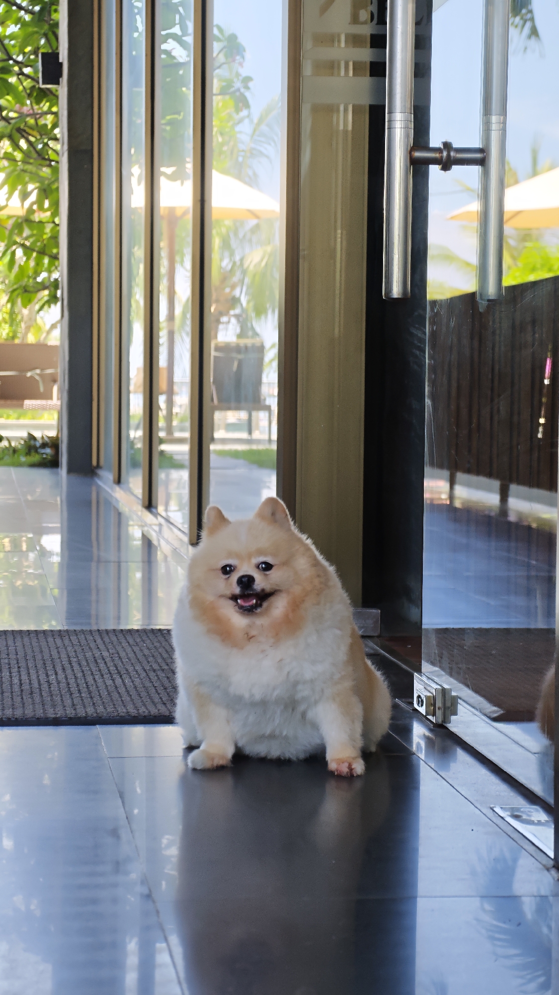 A tan and white Pomeranian dog sits on a shiny, dark-gray tiled floor by a glass door with metal handles. The door leads to an outdoor area with trees, white umbrellas, and beach furniture, possibly in Đà Nẵng, Vietnam, given the tropical setting. The dog is facing forward with its mouth open, appearing to smile. A dark gray doormat is visible to the left of the dog. The door is partially open, revealing more of the outdoor scene.