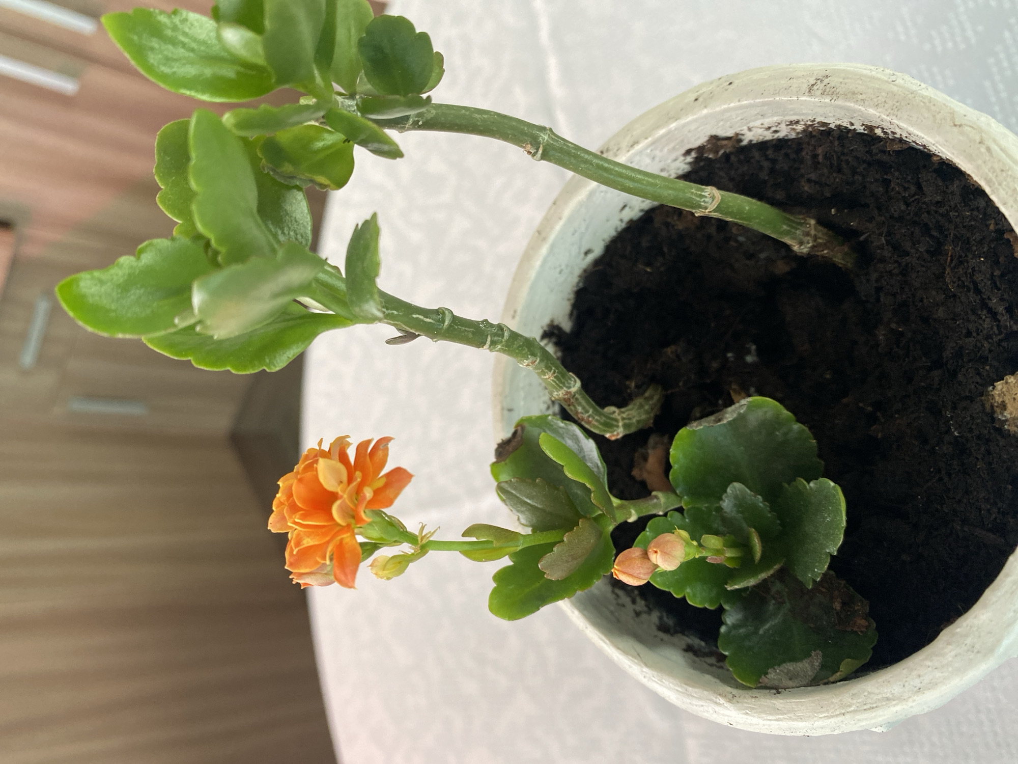 An overhead shot captures a potted plant with vibrant orange flowers and green leaves. The main subject is a blooming Kalanchoe plant, identifiable by its thick, scalloped green leaves and clusters of small, densely packed orange flowers. Several unopened flower buds, light orange in color, are also visible, indicating ongoing bloom.
The plant is housed in a white pot, which appears to be ceramic or plastic, with some visible texture or ridges on its exterior and dirt smudges on the rim. Dark brown soil fills the pot, providing the base for the plant's green, segmented stems. Some of the lower leaves show slight discoloration or drying at their edges.
The setting appears to be indoors, likely on a table, with a white tablecloth or surface providing a clean backdrop for the pot. The background on the left side of the image features a blurred, warm-toned wooden surface, possibly a cabinet or wall. The lighting is bright and natural, suggesting the photograph was taken during the daytime. No people or visible text are present in the image.