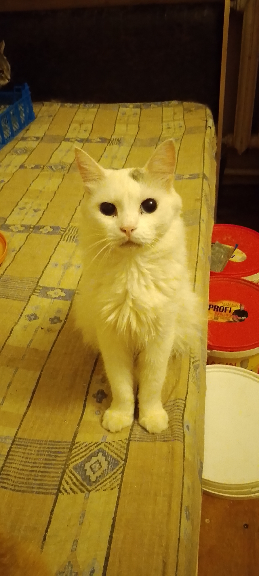 A white cat with dark eyes and a small grey marking on its forehead sits on a yellow and grey patterned blanket on a table. The cat is facing the camera directly, with its front paws visible. In the background, to the right of the cat, are two red circular containers and a white circular container. To the left of the cat, a blue plastic crate is partially visible. The overall environment appears to be indoors, possibly a domestic setting or a workshop, given the presence of the containers. There is no discernible information about the specific location in Belgorod, Russia, from the visual content of the image alone.
