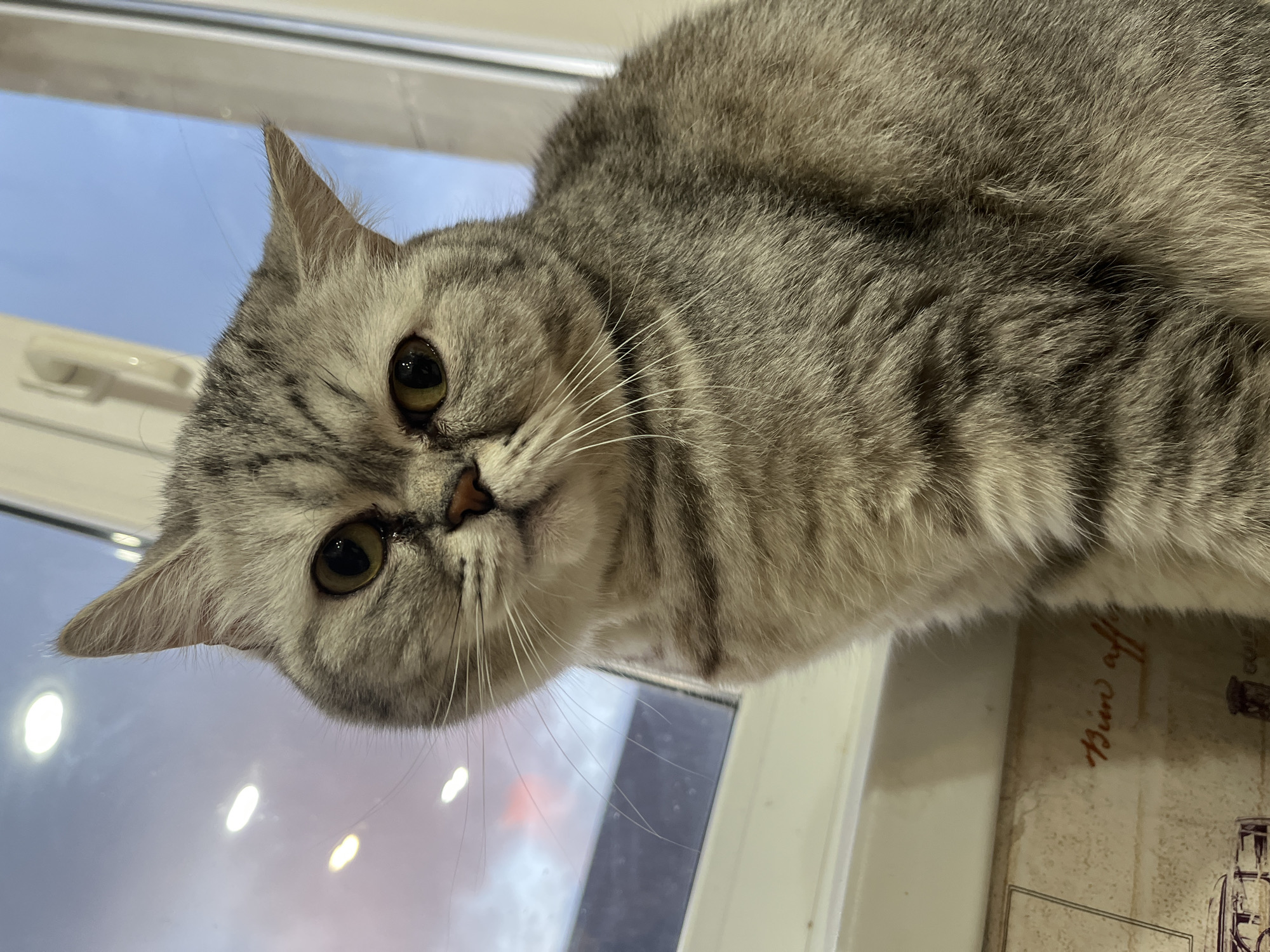 A gray tabby cat with yellow-green eyes peers down at the camera. The cat's face is partially visible, with its head tilted to the left. Its whiskers are long and white. The background includes a window with a cloudy sky visible outside. Below the cat is a surface with a vintage-style design and printed text, "Bien affiche." The image appears to be taken indoors in Chaikovsky, Russia, judging from available associated data.