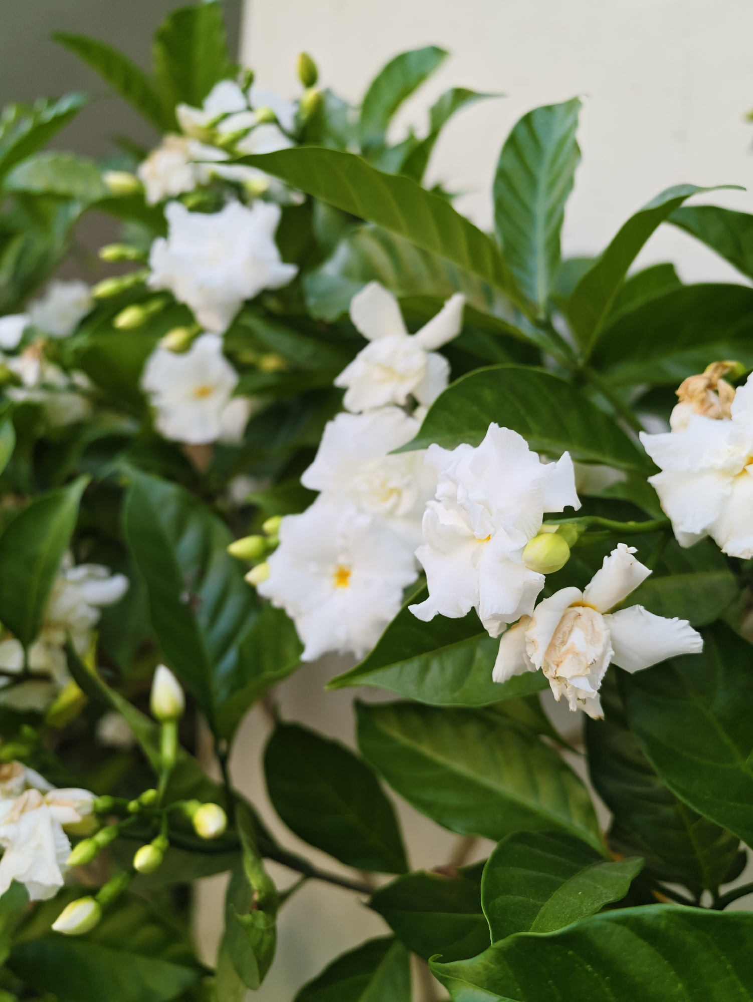 A close-up, eye-level shot captures a cluster of white flowers and lush green leaves against a pale, textured background. The flowers, with their delicate, multi-petaled structure, are predominantly white, with hints of yellow or pale orange at their centers in some instances. Some of the flowers show signs of wilting, with browning edges. Numerous buds, tightly furled and pointed, are interspersed among the blooms, appearing as pale green or white. The leaves are a vibrant, deep green, broad, and glossy, with visible veins. The overall impression is of a flowering plant in a natural or garden setting, possibly outdoors. The background is a neutral, light-colored wall or surface, out of focus. The image does not contain any people or discernible signs of specific urban location within Tel-Aviv, Israel, beyond what might be inferred from common urban flora.