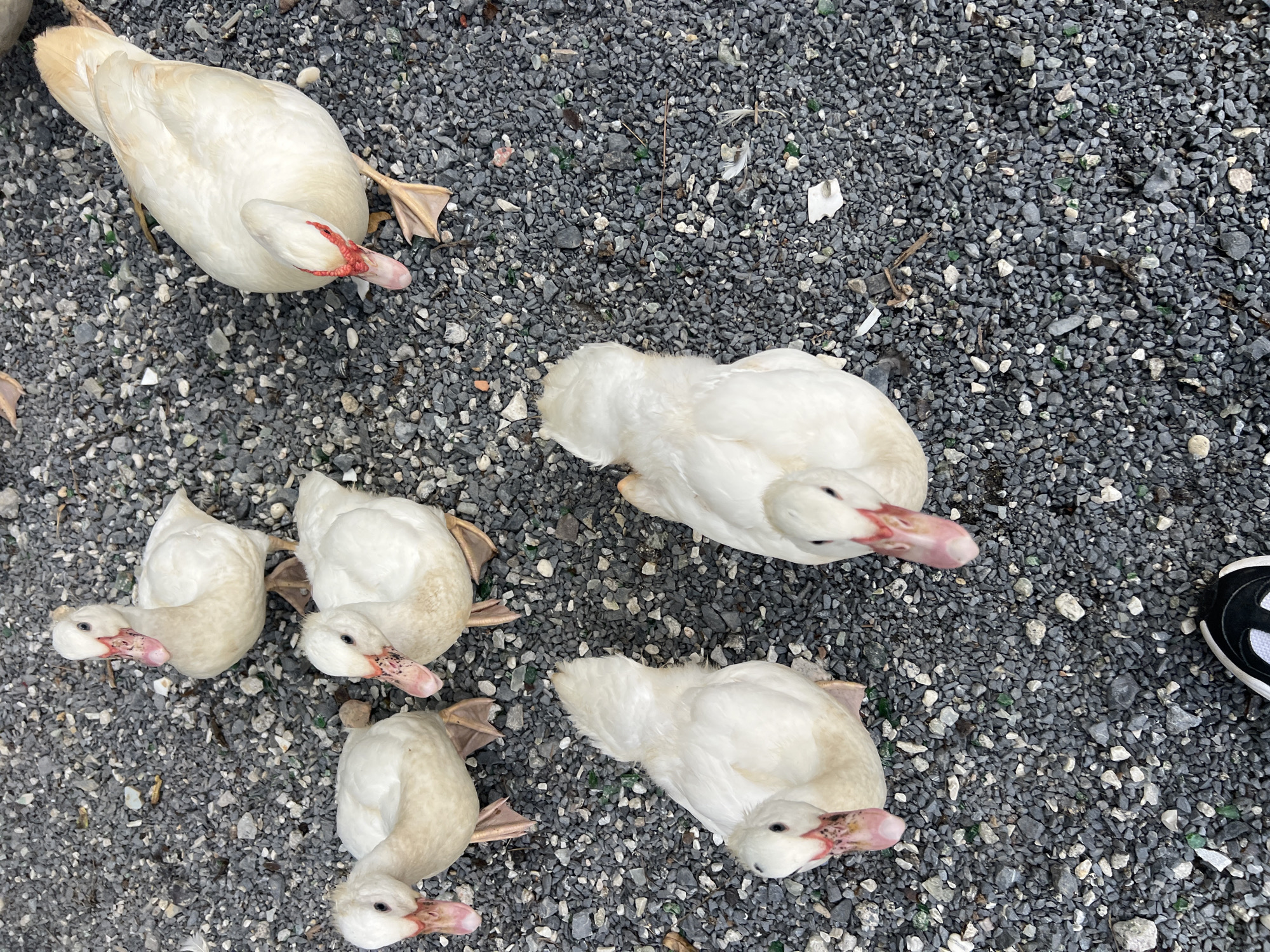 This is a high-angle, eye-level shot of several white Muscovy ducks on a gravel surface. The ducks are the primary subjects, with their white feathers and pinkish-red caruncles around their beaks being prominent. Their webbed feet are visible on the ground. One duck is facing left, with its head down, pecking at the ground. Another duck is in the upper right, also with its head down. Four other ducks are clustered in the lower left and center of the frame, appearing to be either resting or looking for food. The ground is covered in dark grey gravel and small stones, with a few scattered pieces of what appear to be dried leaves or twigs. In the far right of the frame, a person's foot wearing a black and white sneaker is visible, suggesting the presence of a human observing or interacting with the ducks. The lighting suggests it is daytime, and the overall scene appears to be outdoors. There is no visible text in the image. The location context is Choeng Thale, Thailand.