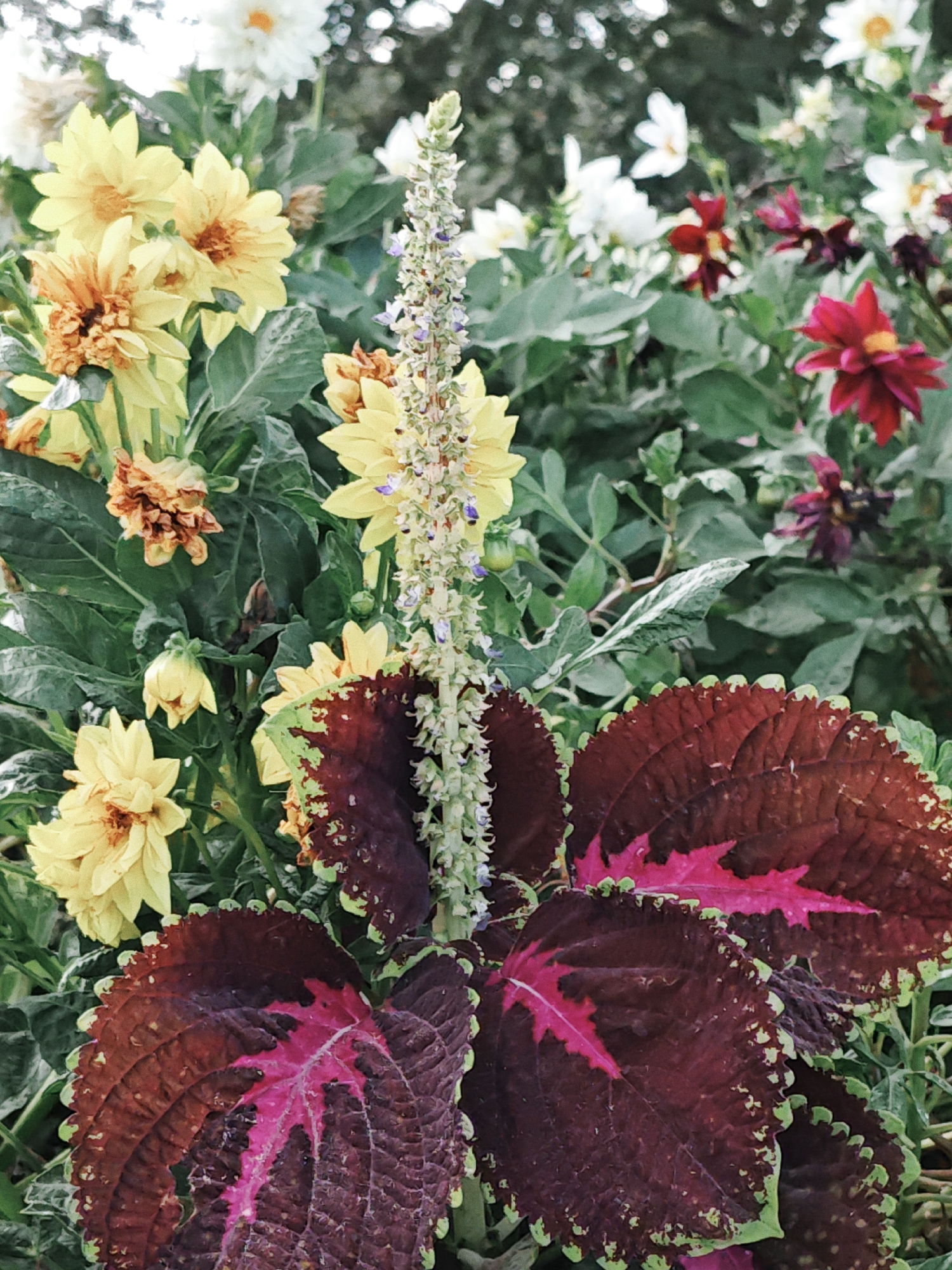 In an outdoor garden setting, a close-up view showcases a dense arrangement of flowers and foliage. Dominating the foreground are two large, deep burgundy coleus leaves with vibrant pink veining and serrated green edges. Behind them, a tall, spike-like inflorescence with small white and purple flowers rises vertically. To the left and behind these elements, a cluster of bright yellow dahlia flowers, some with hints of orange, are in full bloom, interspersed with green leaves. In the background, out-of-focus white and dark red dahlias add depth to the scene. The overall impression is one of a lush and colorful floral display.
