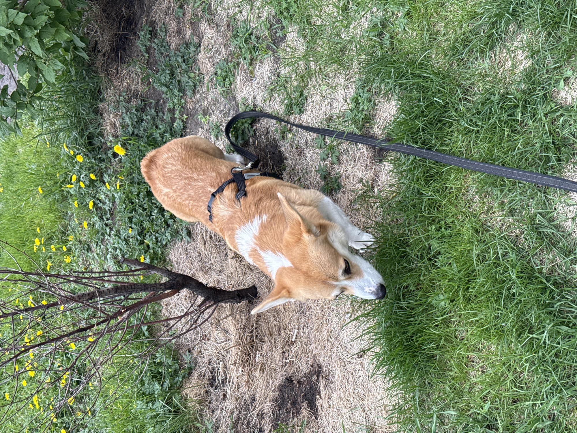 A medium-sized tan and white Corgi dog is lying on grass. The dog is wearing a black harness and a black leash is attached. The environment is a mix of green grass and brown dried grass. A bare tree branch with small yellow flowers is visible near the dog. The location of this image is unknown, and it cannot be identified as Krasnoyarsk, Russia, without additional information.