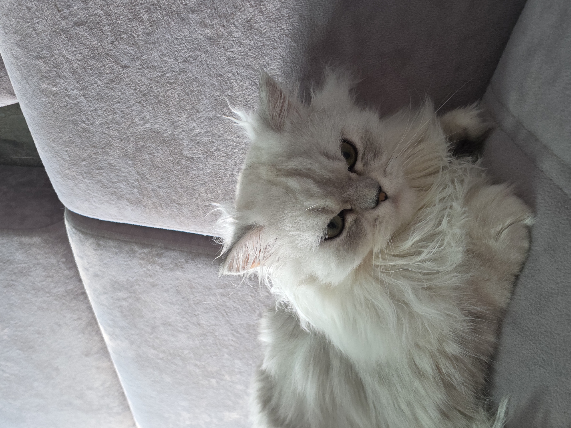 A fluffy, white Persian cat with green eyes is lying on a gray couch. The cat is looking directly at the camera with a grumpy expression. The couch is in a living room, and the background is blurred. The image was taken in Novocheboksarsk, Russia.