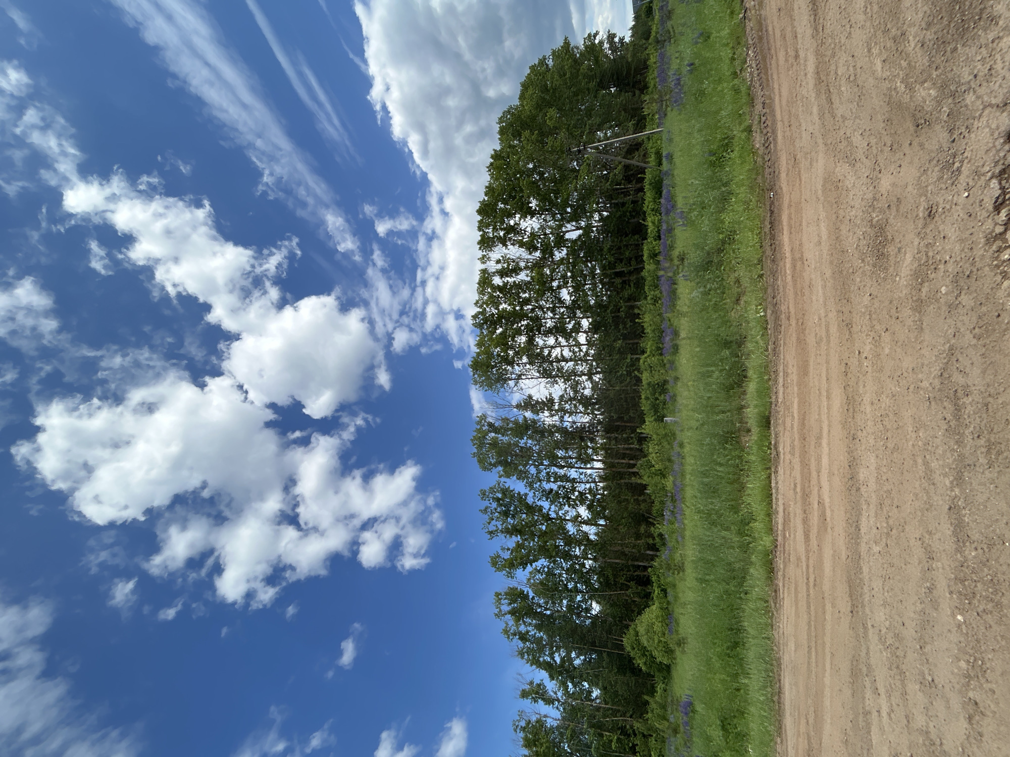 The image displays a rural landscape, consistent with an outdoor scene near Kamennyi Kliuch, Russia. The composition is divided horizontally into three primary sections: sky, vegetation, and a dirt road.
The upper portion of the frame features a clear, deep blue sky with scattered white clouds. On the left side, several distinct, fluffy cumulus clouds are present. Towards the right, the clouds become more elongated and streaky, resembling cirrus formations.
The mid-ground consists of a dense line of tall, deciduous trees with vibrant green foliage, forming a natural treeline that spans the width of the image. The trees exhibit varied heights but maintain a relatively uniform canopy line. Below the trees, a field of rich green grass is visible, interspersed with numerous clusters of purple-blue wildflowers, identifiable as lupines, blooming across the expanse. A light-colored utility pole is partially obscured by the trees on the far right side of the image, appearing to lean slightly.
The lower third of the image is dominated by an unpaved, light brown dirt road. The road surface is textured with visible variations in soil and small aggregate, along with subtle tire tracks and undulations, suggesting recent vehicular passage. No individuals, animals, or man-made structures other than the utility pole are visible within the frame. The scene is illuminated by bright daylight, indicating clear weather conditions.