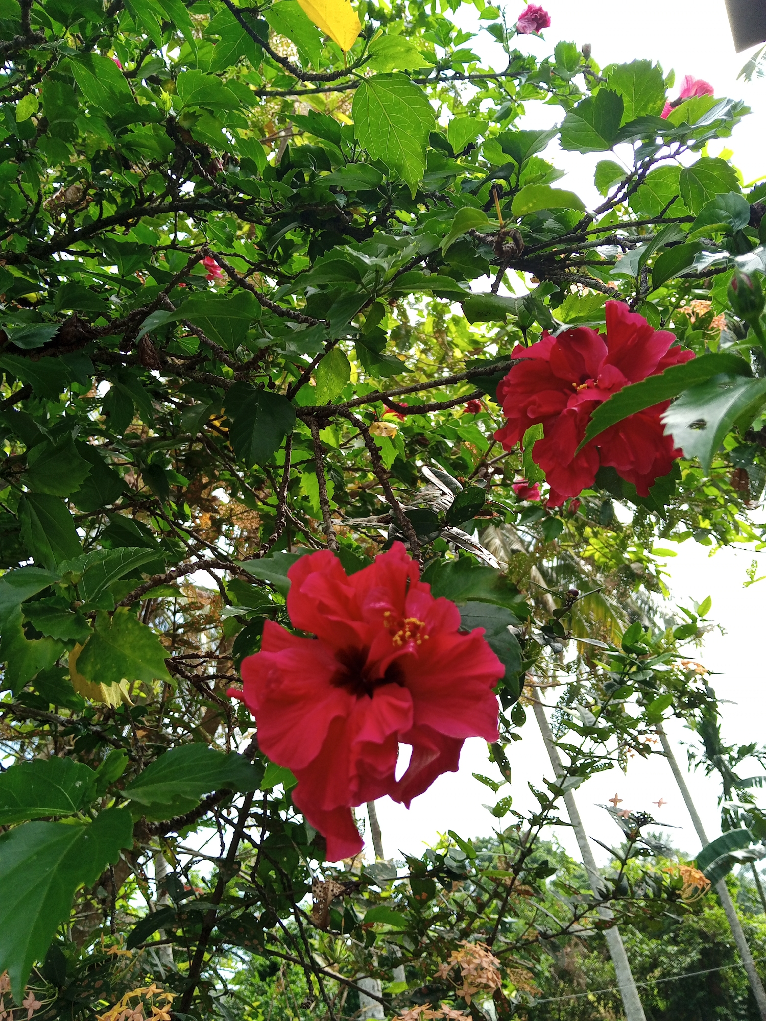 The image shows a hibiscus bush with two large, vibrant red flowers in the foreground. The bush is dense with green leaves and branching stems, partially obscuring the sky in the background. Smaller hibiscus flowers are scattered among the leaves. In the lower part of the frame, there is a view of foliage and what appear to be white utility poles or tree trunks. The location is Payadua, Indonesia.