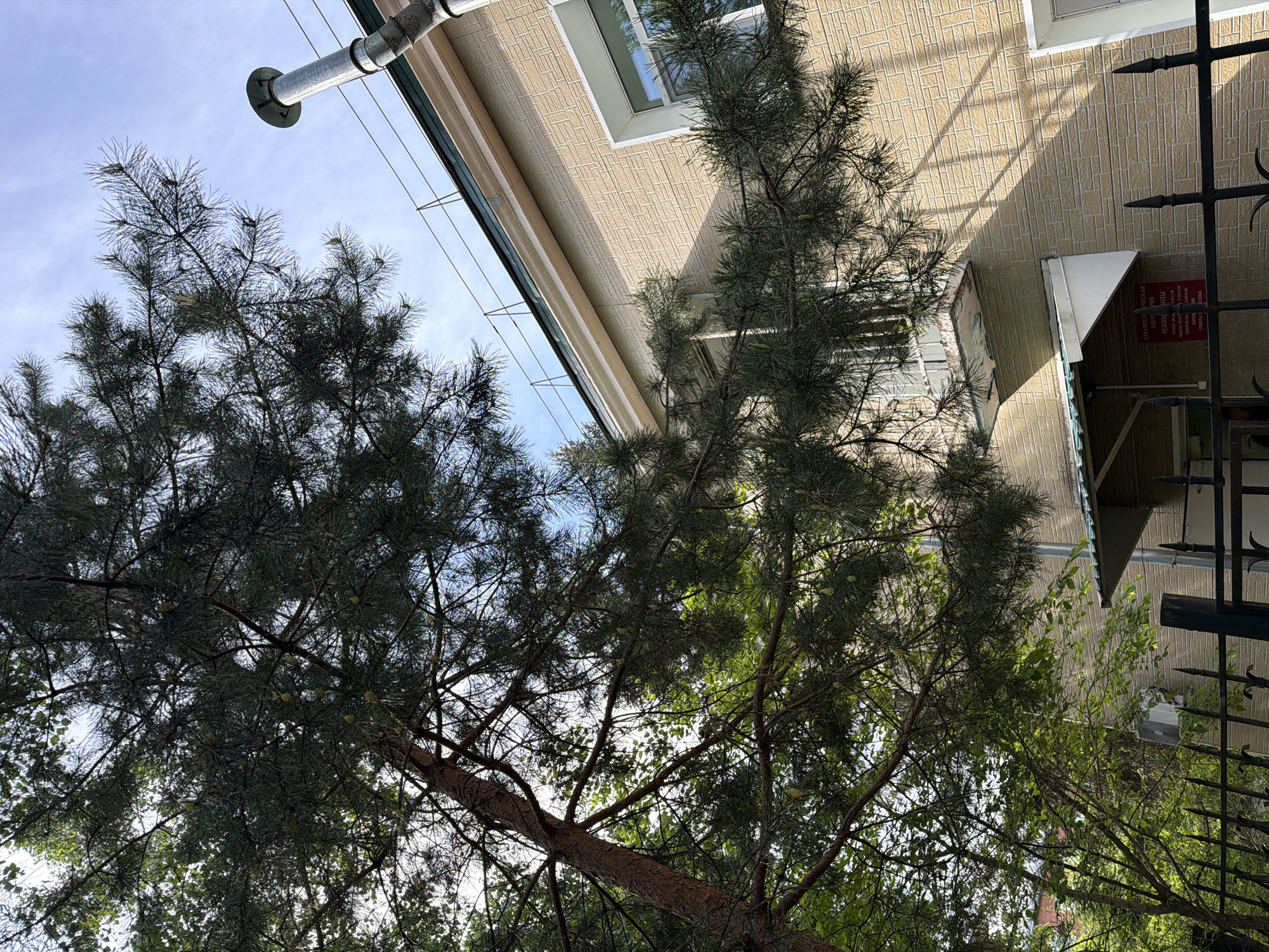 The image shows a view looking up at a building in what is identified as Birobidzhan, Russia. A pipe runs along the side of the building near the top of the frame, towards the left. The building's exterior is beige with a textured pattern. A window is visible. Two trees, primarily evergreens, fill the majority of the frame, obscuring parts of the building. A wrought-iron fence is visible on the right edge of the image. A sign is attached near the entrance of the building and other possible windows.