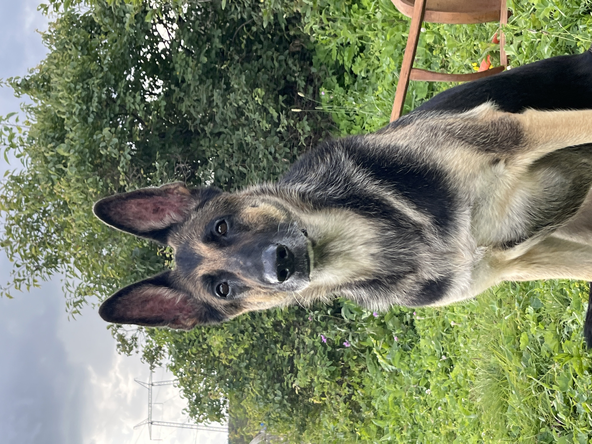 A German Shepherd dog is seated on an outdoor bench in front of lush green foliage. The dog is looking directly at the camera with its ears erect. The background features trees and a cloudy sky with power lines visible in the distance. The setting appears to be a park or garden area, possibly in Nizhny Tagil, Russia.