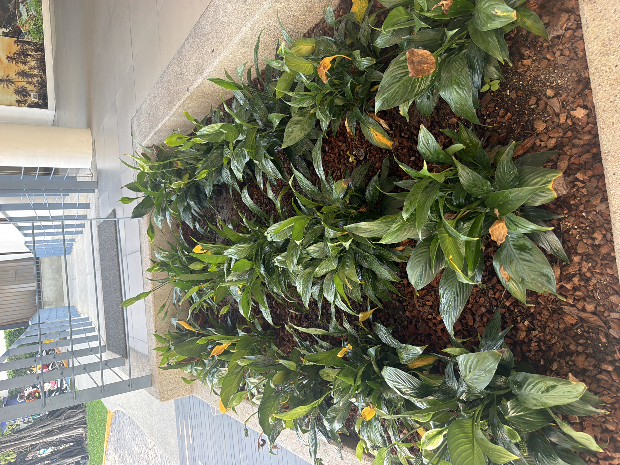 The image depicts a garden bed filled with lush green plants, likely Peace Lilies, with some yellowing leaves and a few yellow flower spathes visible. The plants are arranged in a raised planter with a textured beige concrete border. The ground is covered in dark brown mulch. In the background, a walkway with grey tiling is visible, leading to a set of stairs with a metal railing. A white pillar stands to the right of the walkway. Further back, a mural featuring palm trees is displayed on a wall. The overall scene appears to be an outdoor, urban environment, possibly a public space or commercial area. There are no people clearly visible in the garden bed itself, but the context suggests a location in Baan Chaweng, Thailand.