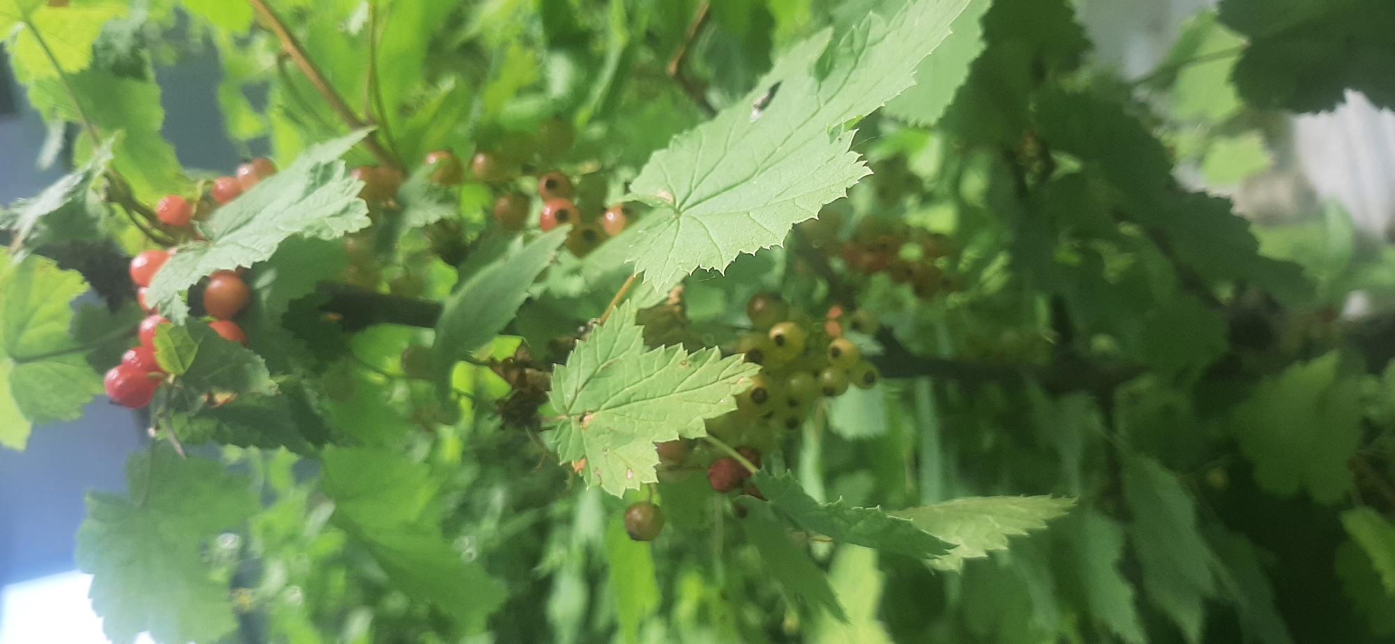 The image shows a close-up, vertically oriented shot of a red currant bush with clusters of developing berries and green leaves. The berries are varying in ripeness, with some appearing translucent green and others a reddish-pink. The leaves are broad and lobed, with serrated edges. The background is out of focus, showing more greenery and a bright, possibly sky-blue, area at the top left. The lighting suggests it is daytime, with some sunlight filtering through the leaves. There are no people or animals visible. The scene is consistent with a garden or natural setting. The location is Yessentukskaya, Russia, but the image itself does not contain any specific visual cues to confirm this location.