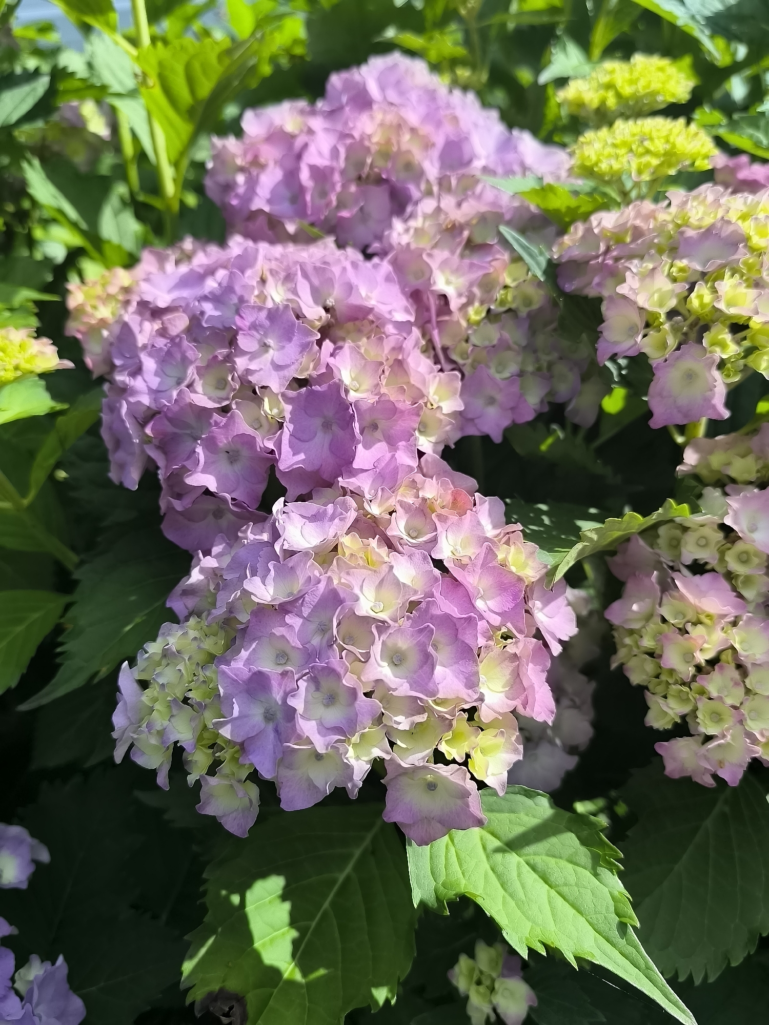 This is a close-up, eye-level, outdoor, natural light photograph of a cluster of pink and pale green hydrangeas. The flowers are in various stages of bloom, with some florets showing a vibrant pink color and others still developing a greenish hue. The surrounding leaves are a deep green and are slightly out of focus, providing a soft backdrop for the blossoms. The image does not contain any information about the city of Žiaukos, Lithuania.