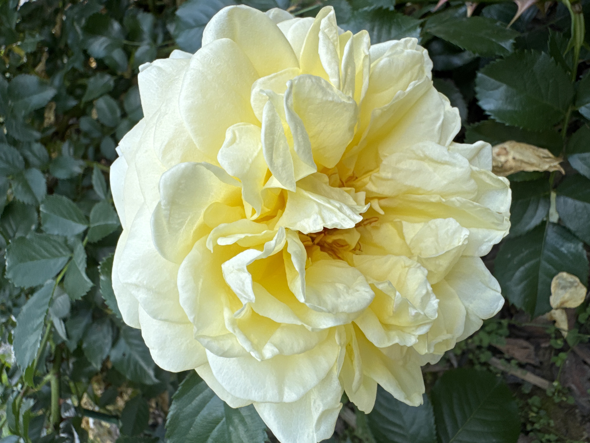 A close-up, overhead shot captures a fully bloomed, pale yellow rose. The intricate layers of its petals are tightly packed, with some appearing slightly ruffled and delicate. The center of the rose reveals a deeper, richer yellow hue, suggesting the presence of stamens. The rose is set against a backdrop of dark green, leafy foliage, which is slightly out of focus, creating a soft, blurred effect that emphasizes the rose as the primary subject. The ground beneath the foliage is a mix of soil, small green shoots, and fallen leaves, hinting at an outdoor garden setting. The lighting appears natural, likely daylight, casting subtle shadows that define the texture and depth of the rose petals. There are no people or animals visible in the image, and the scene appears to be a still, natural environment.