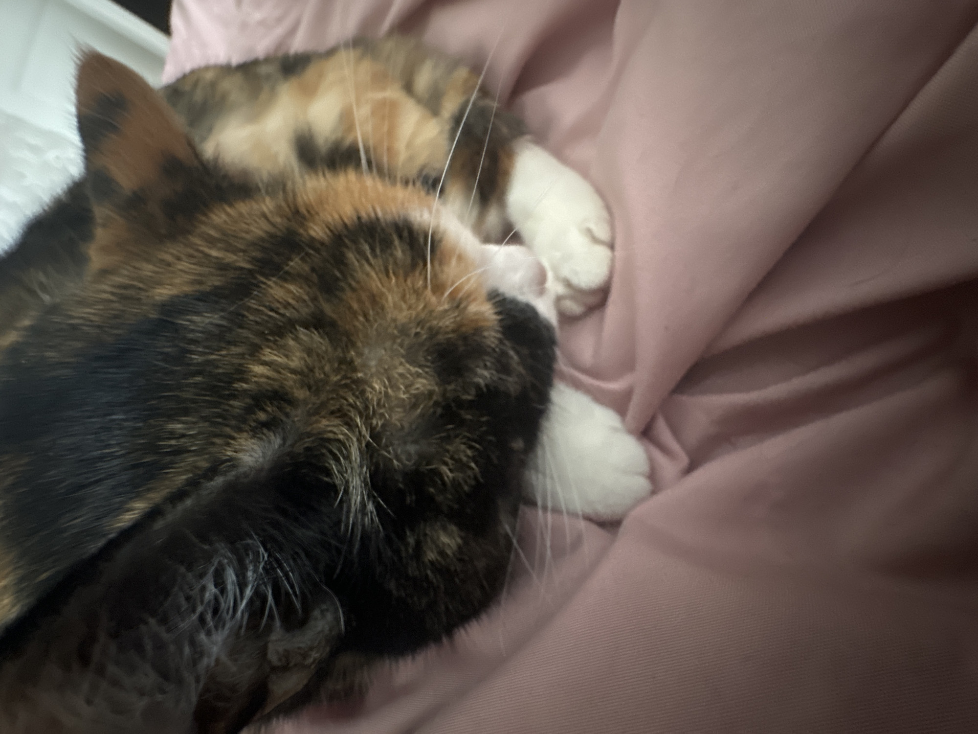 A close-up, high-angle shot captures a calico cat resting peacefully on a light pink fabric surface, likely a blanket or bed sheet. The cat's fur displays a distinctive pattern of black, orange-brown, and white patches.
The cat is positioned with its head turned away from the viewer, appearing to be asleep or in a deep state of relaxation. Its left ear, a rich brown with darker specks, is visible at the top left of the frame. The cat's body is curled, and a significant portion of its furred back, showcasing the varied calico colors, is visible.
Two prominent white paws, tucked close to its face and body, are clearly distinguishable against the pink fabric. Long, delicate white whiskers extend from the cat's muzzle, catching the light. The soft, wrinkled texture of the pink fabric creates a cozy and intimate setting, suggesting the cat is comfortably settled indoors. The lighting appears soft and gentle, enhancing the serene atmosphere of the scene. No text is visible in the image.