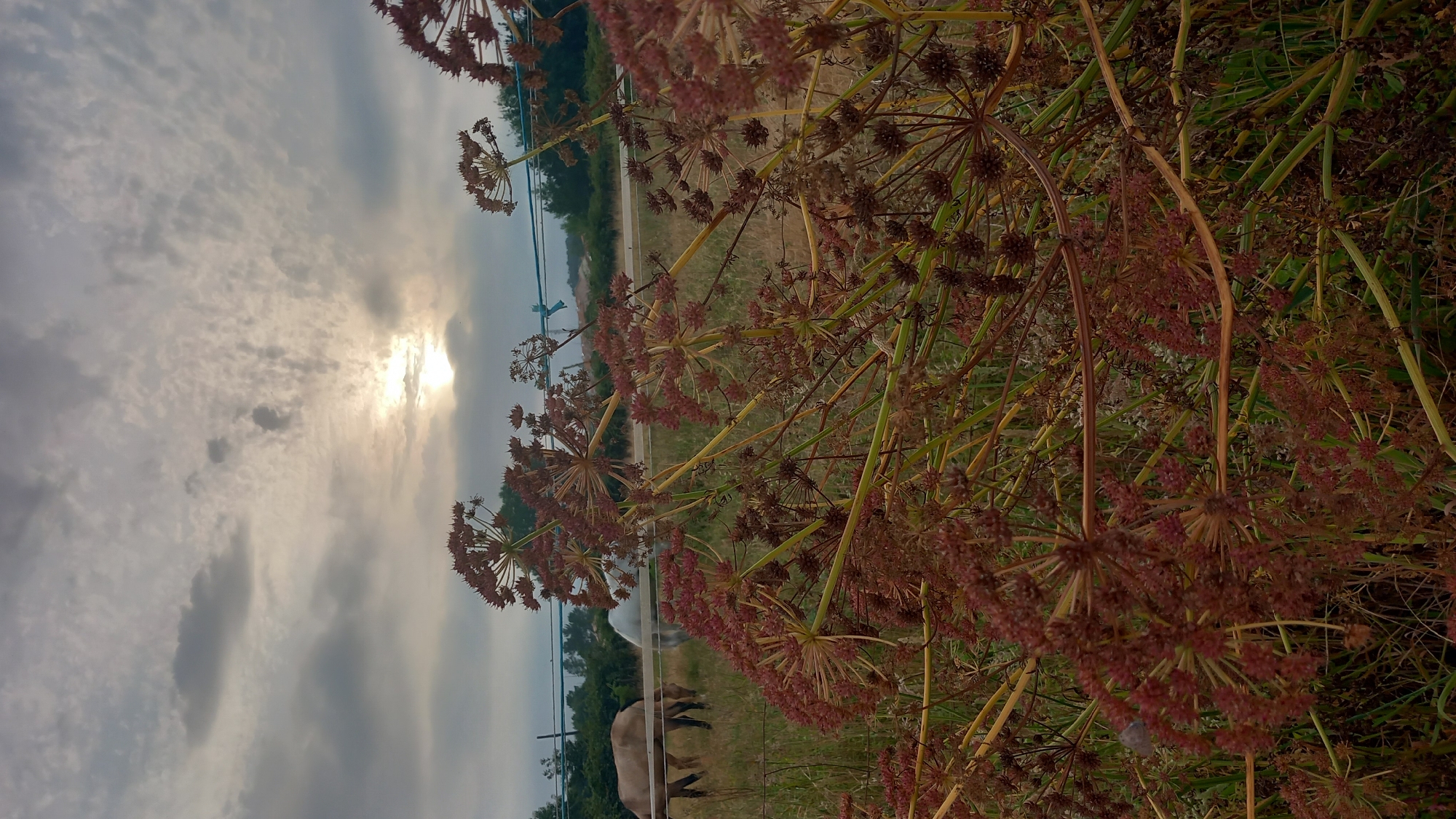 The image depicts a field with some dry, wispy plants in the foreground. The sun is visible through the clouds, suggesting it is either sunrise or sunset. In the background, there is a fence and some trees, and a couple of horses grazing. The overall atmosphere is serene and natural.