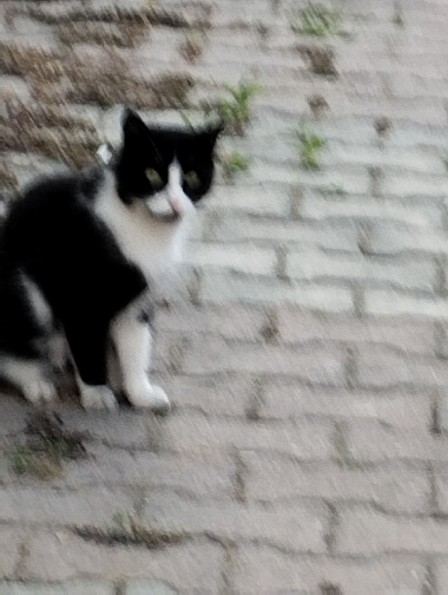 The image shows a black and white cat perched on a brick wall, with some grass growing between the bricks. The cat is looking to the right. The wall is made of light-colored bricks. The background is blurred and out of focus, but appears to be an outdoor setting. The location is identified as Eyüpsultan, Turkey.