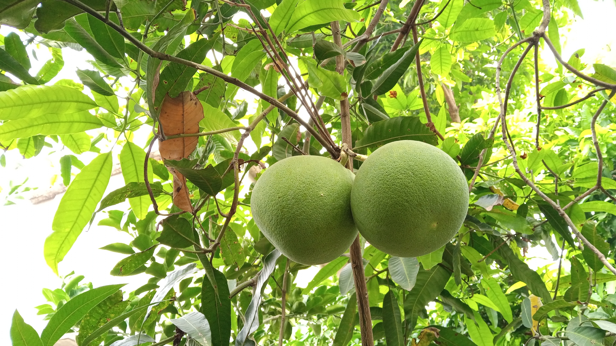 In Geulanggang Teungoh, Indonesia, two large, round, green fruits hang from a tree branch. The fruits have a textured rind and are surrounded by lush green leaves and thin branches, with some dried brown leaves also visible. The background is filled with more foliage, suggesting an outdoor, natural setting. The lighting indicates it is daytime, with the bright sky visible through the canopy.