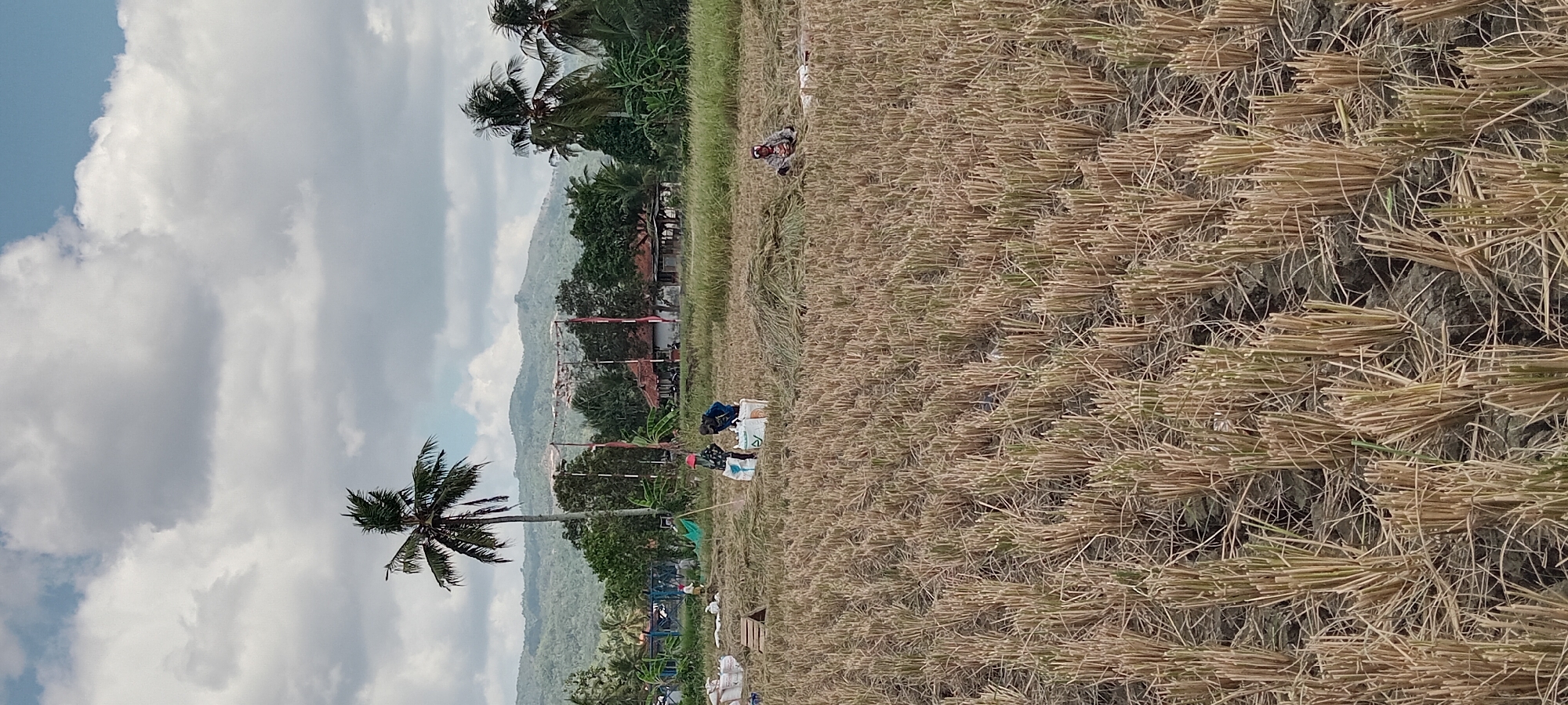 In Karangpawitan, Indonesia, a dry rice paddy field is partially harvested, with stubble and some remaining straw covering the ground. In the mid-ground, several individuals are engaged in agricultural activities. Two people are seen near large white sacks, one appearing to be pouring something into a sack while the other stands nearby. To the right, another individual is crouched down, seemingly working with the straw. In the background, lush green trees and vegetation form a backdrop, with a cluster of buildings nestled amongst them, characterized by red tiled roofs. A tall palm tree stands prominently to the left of the scene. Hills and mountains are visible in the distance, under a sky with scattered clouds. The overall scene depicts rural agricultural work in Indonesia.