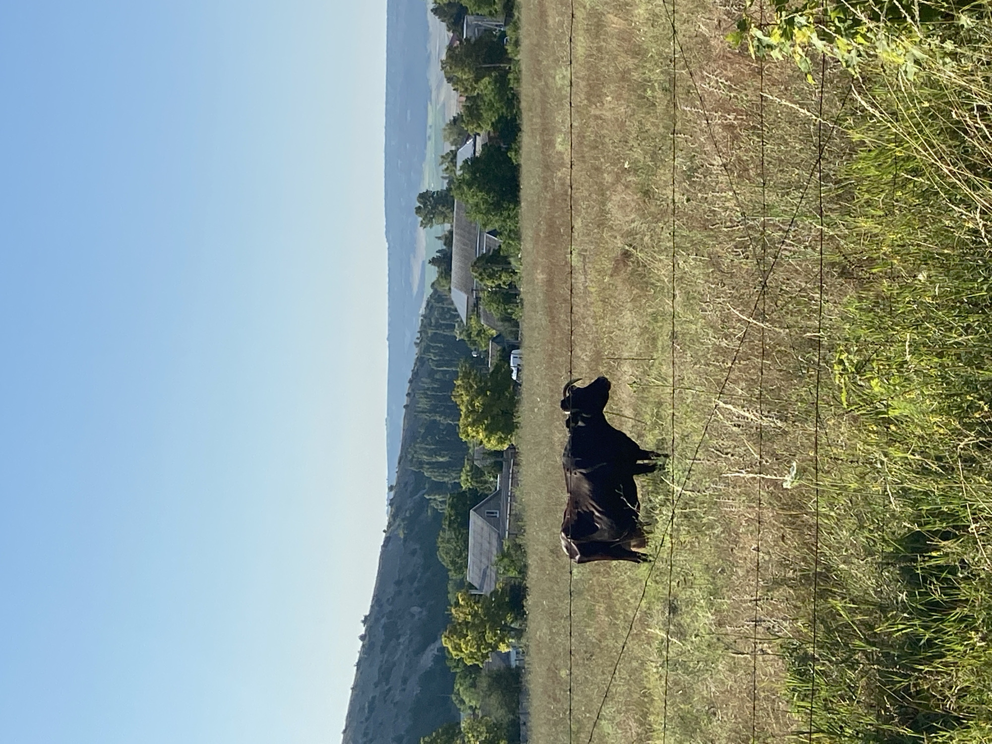 A dark-colored cow stands in a dry, grassy field, facing left, with a barbed-wire fence in the foreground. Behind the field, several houses with gray roofs are nestled amongst green trees, and a rolling, tree-covered hill rises in the background under a clear blue sky. The location appears to be rural, consistent with the village of Krasnomaksky Rural Settlement, Ukraine.