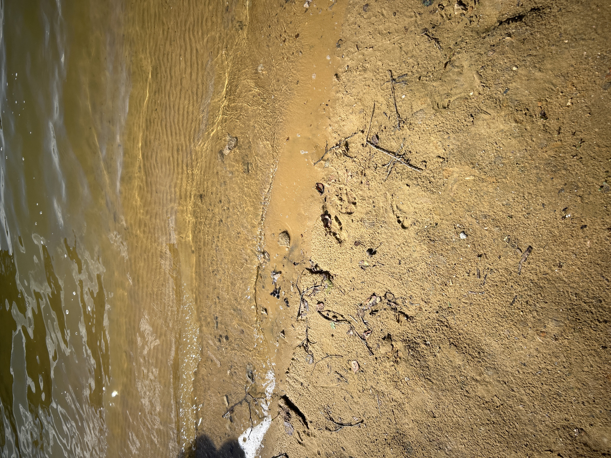 The image shows a sandy shoreline with shallow, murky water. The sand is a light brown color and appears damp near the water's edge. Small pebbles, twigs, and dried leaves are scattered on the sand. The water is a greenish-brown color with visible ripples and a few small bubbles near the shore. There are no people or animals visible in the image. The scene is likely a natural body of water such as a lake or river. The location in the city of Юбилейный, Russia is not evident from the image itself.