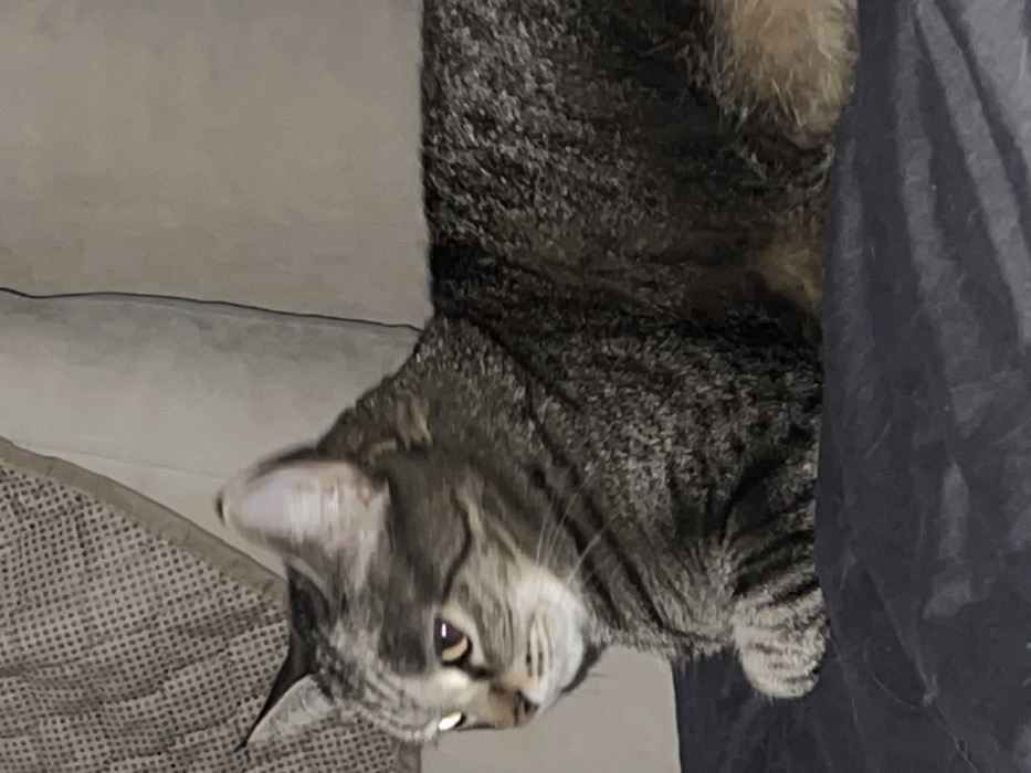A tabby cat is lying on its back on a couch. The cat has dark stripes and a gray and white face. The cat's tail is fluffy and partially visible. The couch is made of different materials, including a patterned fabric on the left and a smooth, dark fabric on the right. The background is out of focus, but appears to be a light-colored wall.