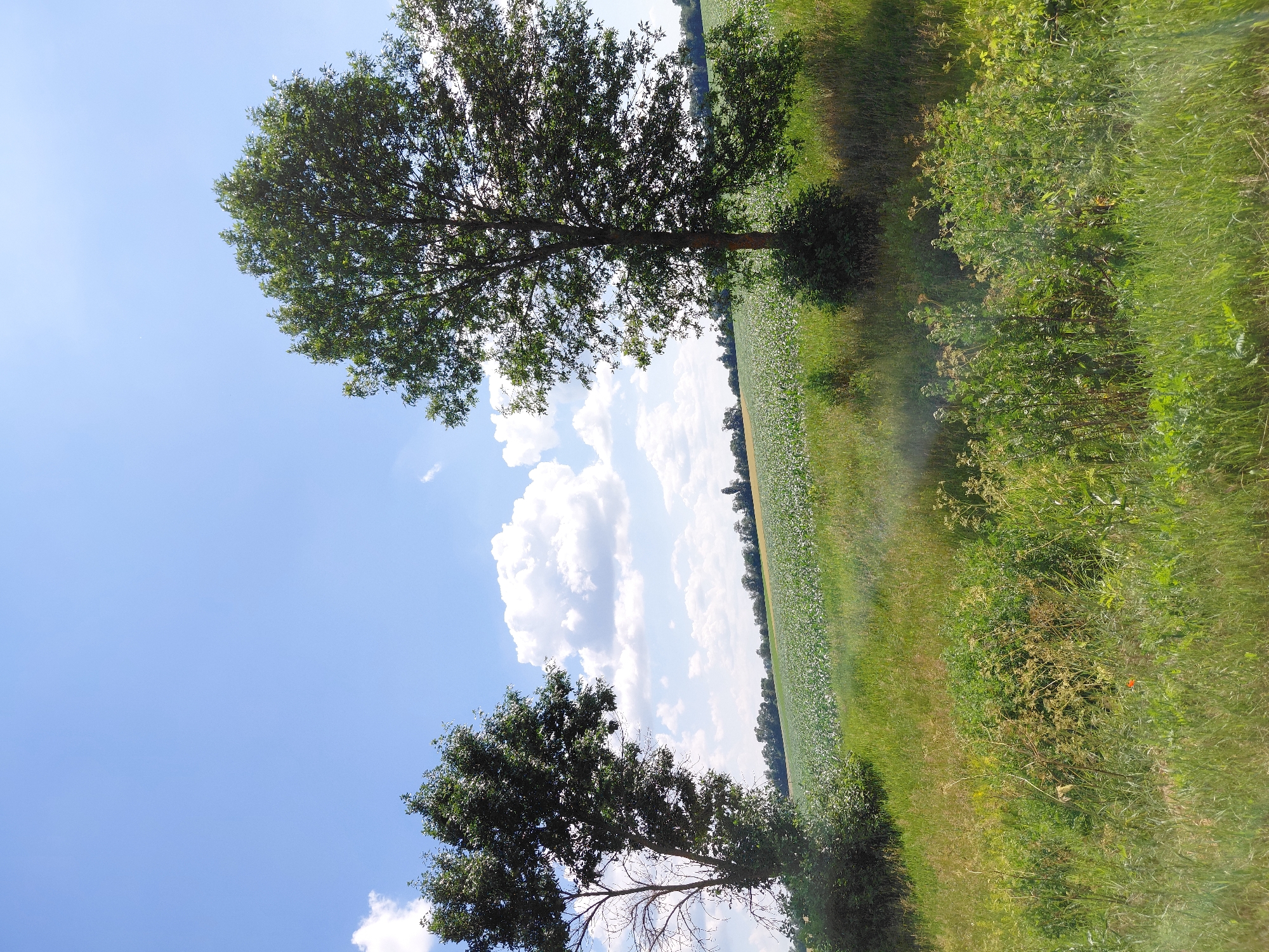 The image depicts an outdoor scene on a sunny day with a clear blue sky and scattered white clouds. In the foreground, a grassy field stretches across the bottom of the frame, with various green plants and some dried grasses. Two trees are visible on the left and right sides of the image. The tree on the left is taller and thinner with a sparse canopy, while the tree on the right is shorter and has a full, dense canopy. Behind the grassy field and trees, a large agricultural field is visible, planted with crops that appear to be young and green. In the distance, a line of trees forms a border along the horizon, and beyond that, the sky extends. The overall impression is one of a rural landscape on a bright, clear day.