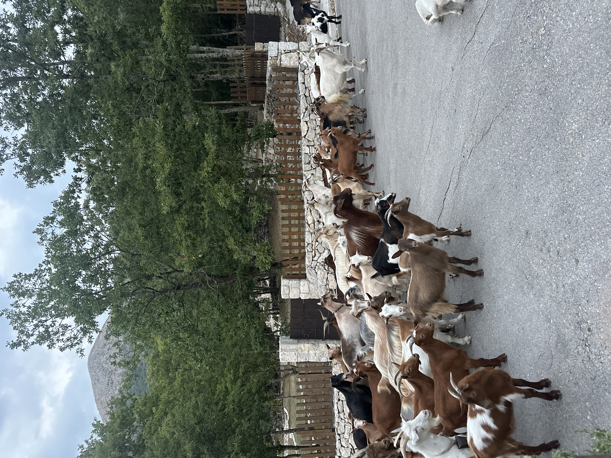A herd of goats is gathered on an asphalt road in front of a stone wall and wooden fence. Behind the fence, there are trees and a distant mountain. The goats are of various colors, including brown, white, black, and spotted. Some goats are facing the camera, while others are looking in different directions. One goat in the foreground is brown with white markings on its chest and legs. The sky is overcast. The scene appears to be in a rural area, possibly in the city of Bukovik, Montenegro.