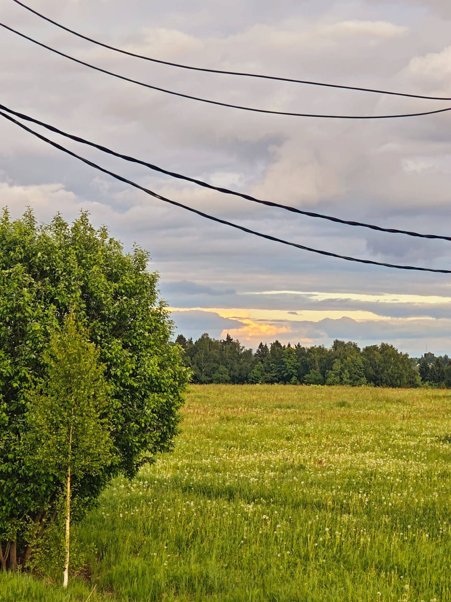 The image depicts a rural scene in Курово, Russia. A green field dotted with white wildflowers stretches into the distance, bordered by a line of trees. A large, leafy tree is present in the foreground on the left. Overhead, power lines cut across the sky, which is filled with clouds. There are no people visible in the frame.