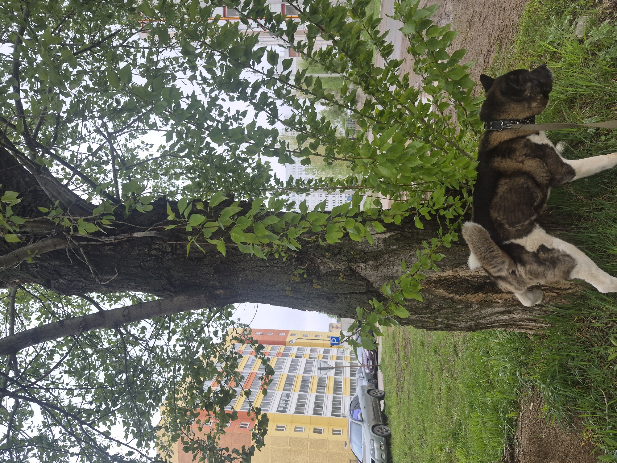 A dog on a leash is resting at the base of a tree in a city park. The dog is black, white, and brown, and is wearing a studded collar. The tree is large, with green leaves obscuring the background. In the background are apartment buildings and parked cars. The image has been rotated so that the tree is oriented horizontally.