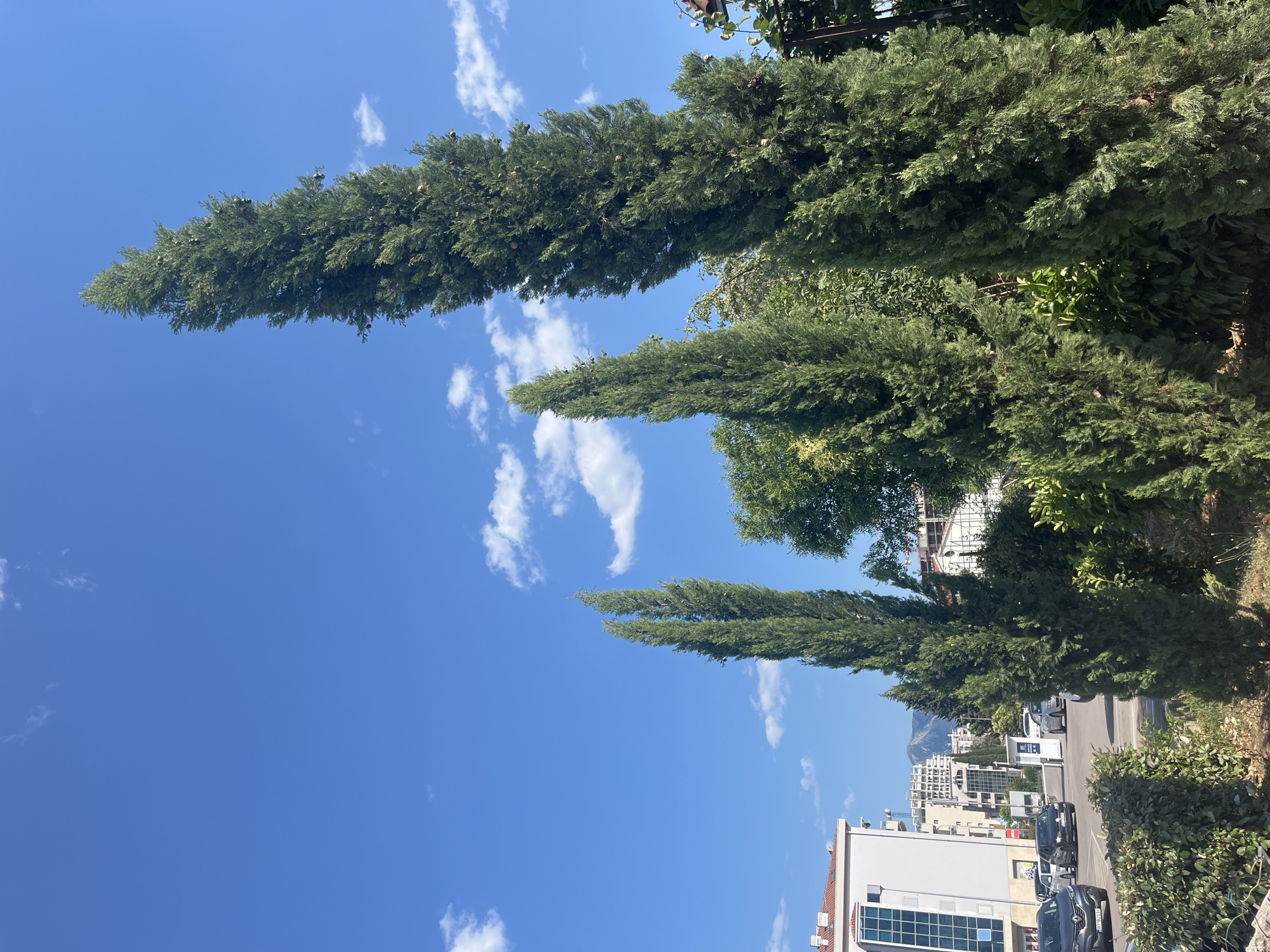In Budva, Montenegro, on a clear, sunny day with scattered clouds, the foreground features several tall, slender cypress trees. The trees are lush and green, with some bearing visible cones. Behind the trees, a street is visible with several cars driving and parked, including a dark gray Renault Captur and a black Volkswagen Golf. Buildings line the street, including a modern white building with blue-tinted windows and another building with an orange tiled roof. In the background, a mountain range is visible under the bright blue sky. Construction cranes are also present in the distance, indicating ongoing development. The overall scene captures a typical urban environment in Budva, blending natural elements with modern architecture and infrastructure.