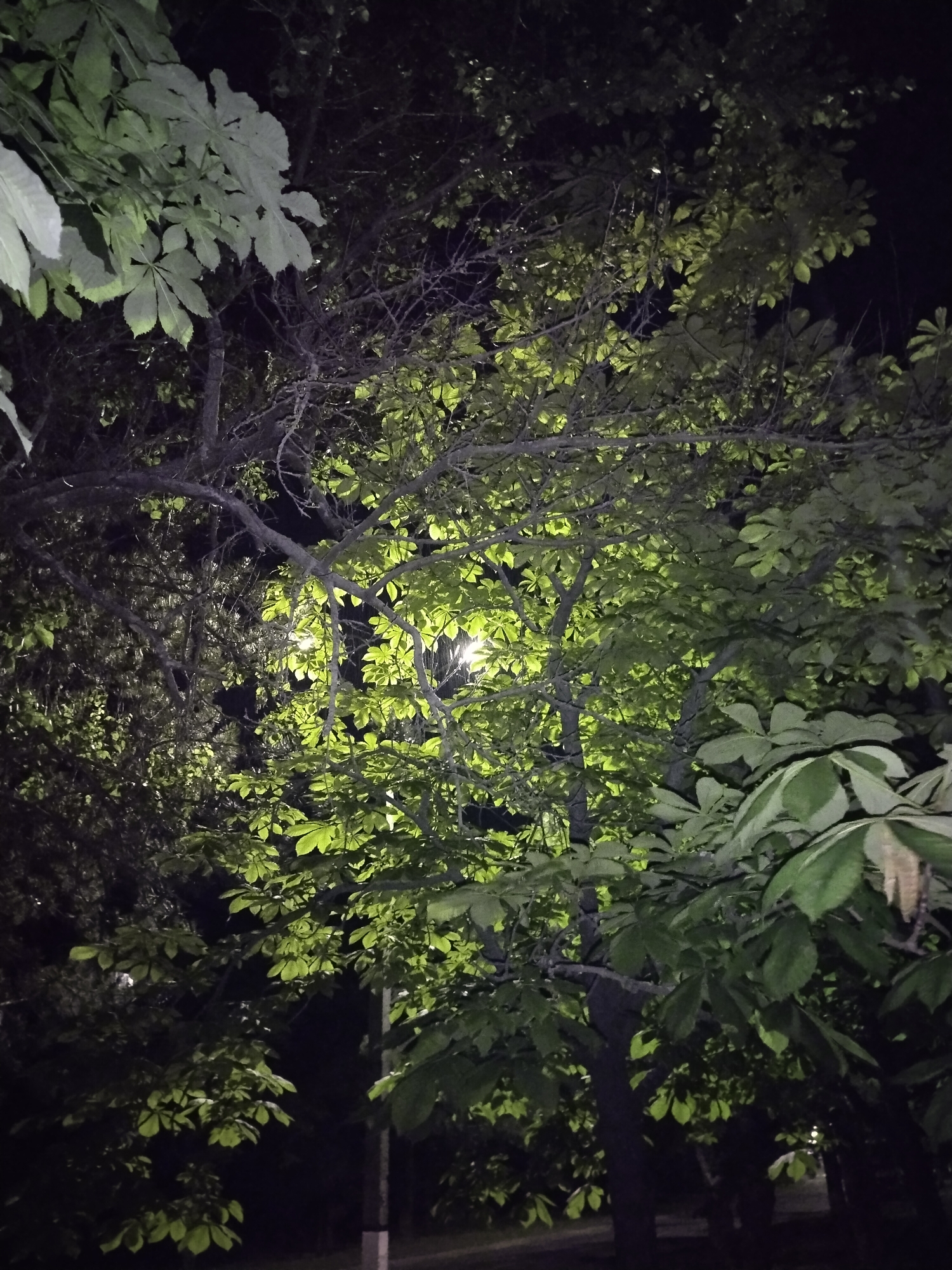 The image captures a dense canopy of trees, predominantly featuring large, palmate leaves, illuminated by artificial light at night. The lighting suggests an outdoor setting within a city, likely in Horishni Plavni, Ukraine, given the context. The foliage is a vibrant green, with some areas appearing more brightly lit than others, creating a contrast with the dark background. Bare branches are visible intertwined with the leaves, suggesting a deciduous tree. A street lamp or similar light source is partially visible within the branches, casting a glow. The overall impression is one of natural elements interacting with urban infrastructure at night.