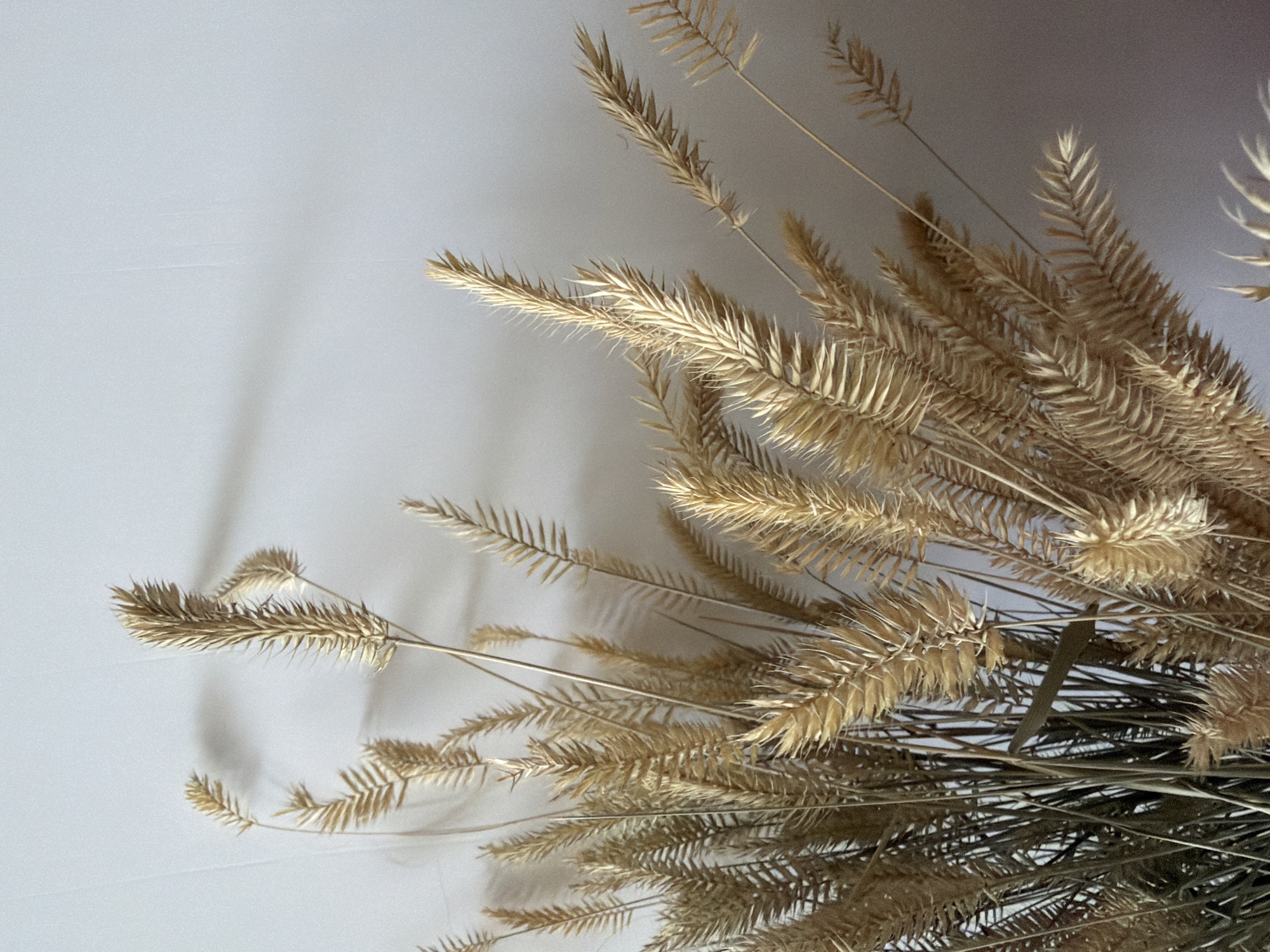 A close-up, eye-level shot showcases a bouquet of dried grasses against a plain, off-white wall. The grasses, predominantly in shades of golden brown and beige, are arranged in a dense cluster in the lower left quadrant of the image. Individual stalks are thin and appear brittle, with feathery or spiky seed heads. The lighting casts soft shadows of the grasses onto the wall, creating a subtle, textured pattern. The background is uniformly lit, with a slight gradient from brighter to dimmer towards the right side. The scene is static and appears to be indoors, possibly a home or studio setting in Astana, Kazakhstan. No people or actions are depicted.