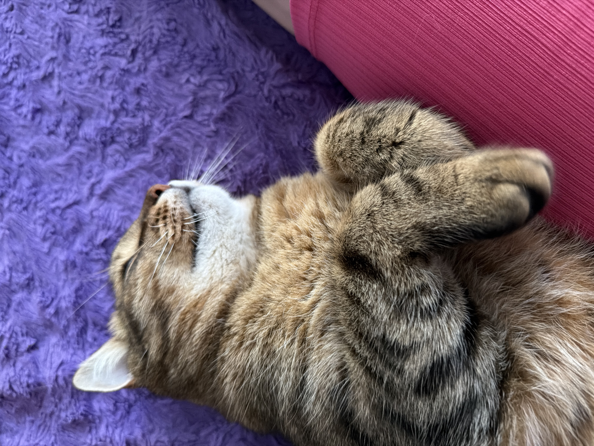 In Mali Kosharyshcha, Ukraine, a tabby cat is sleeping on a purple, textured surface. The cat's fur is a mix of brown and black stripes, and its eyes are closed. Its front paws are tucked under its chin, and its body is relaxed. To the right of the cat, a person's leg wearing pink leggings is visible, partially resting on the same surface. The background is a vibrant purple, suggesting a cozy and comfortable setting.