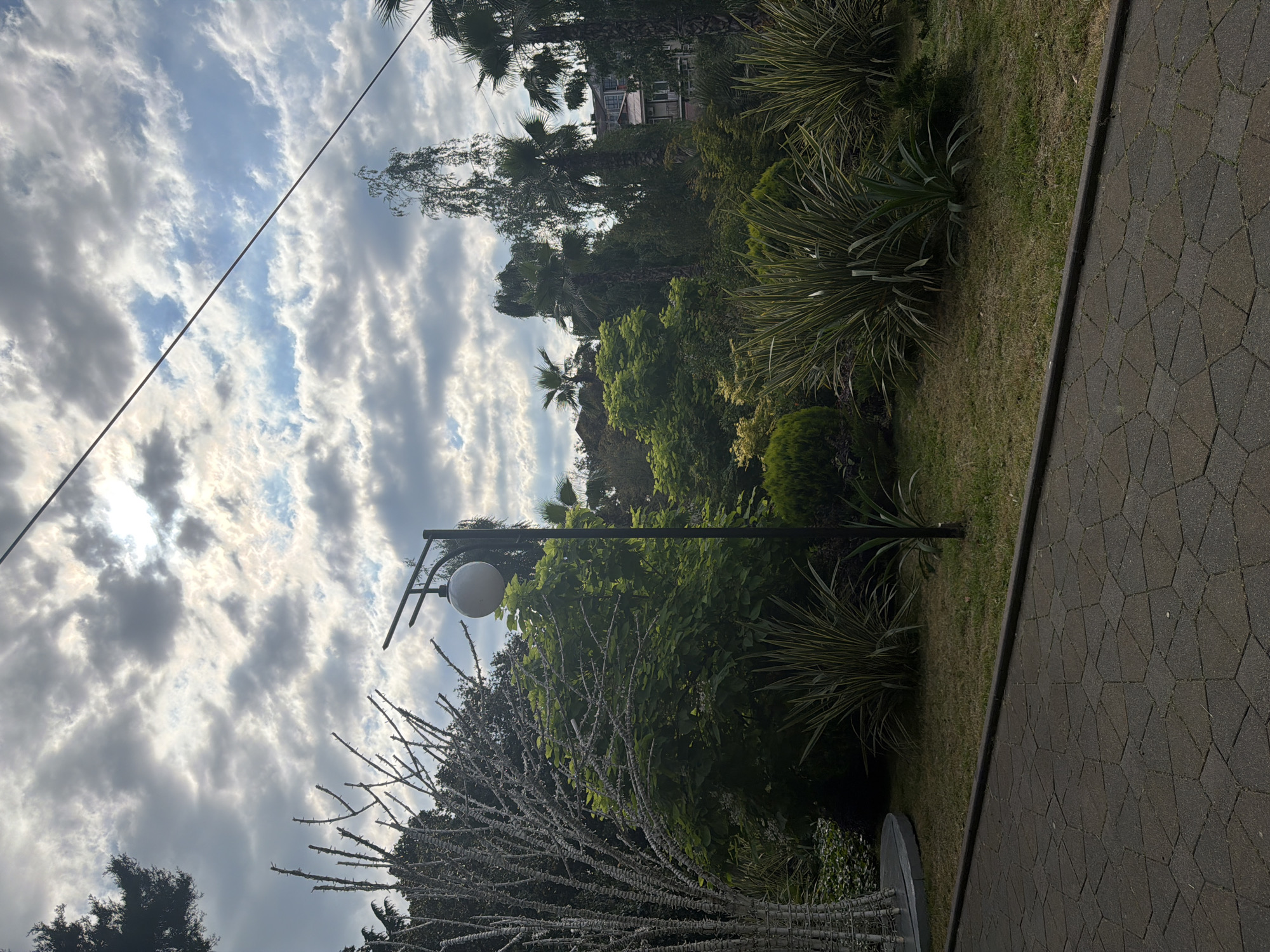 The image depicts a streetlamp with a spherical globe, positioned in front of lush green vegetation, including palm trees and various shrubs. The streetlamp is mounted on a black metal pole with a curved arm. In the foreground, a thorny, bare-branched plant is visible, its intricate structure contrasting with the surrounding greenery. To the right, a paved pathway made of dark, interlocking hexagonal and diamond-shaped stones runs alongside a grassy area. The sky above is partly cloudy, with streaks of sunlight breaking through the clouds, suggesting it is either early morning or late afternoon. The overall setting appears to be a park or garden area, likely in a warm climate given the presence of palm trees. The lighting suggests a natural, ambient light source, possibly natural light from the sun. There is no visible text in the image.