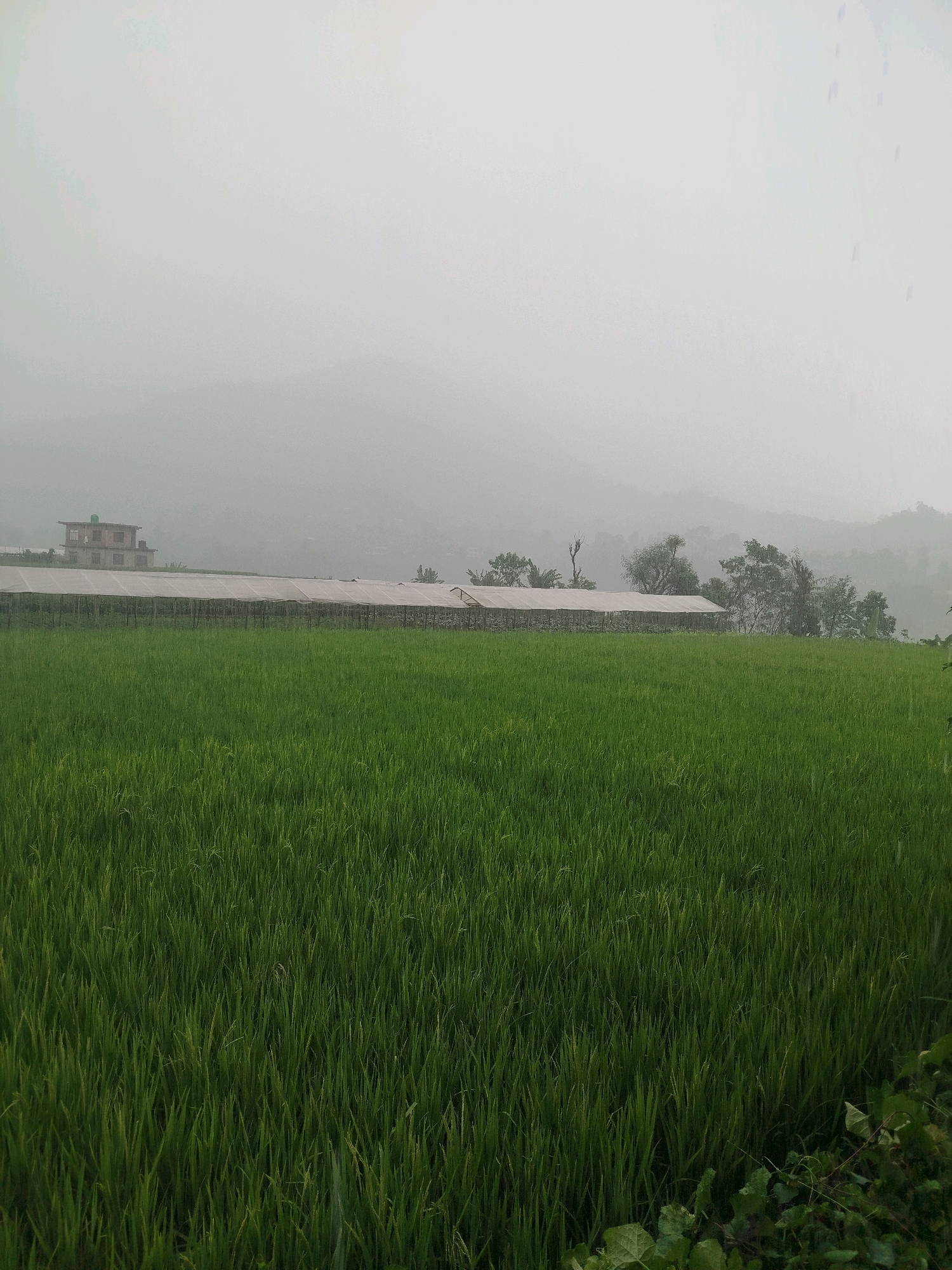 A wide shot captures a lush, green rice paddy field in the foreground. In the mid-ground, a long, white greenhouse structure stretches horizontally across the frame, supported by wooden posts and a stone wall base. To the left of the greenhouse, a two-story building with a peaked roof is visible. The background is dominated by rolling hills shrouded in a soft, hazy mist. The sky is overcast and appears light grey, suggesting a cloudy or rainy day. Green foliage is present in the lower right corner of the image.