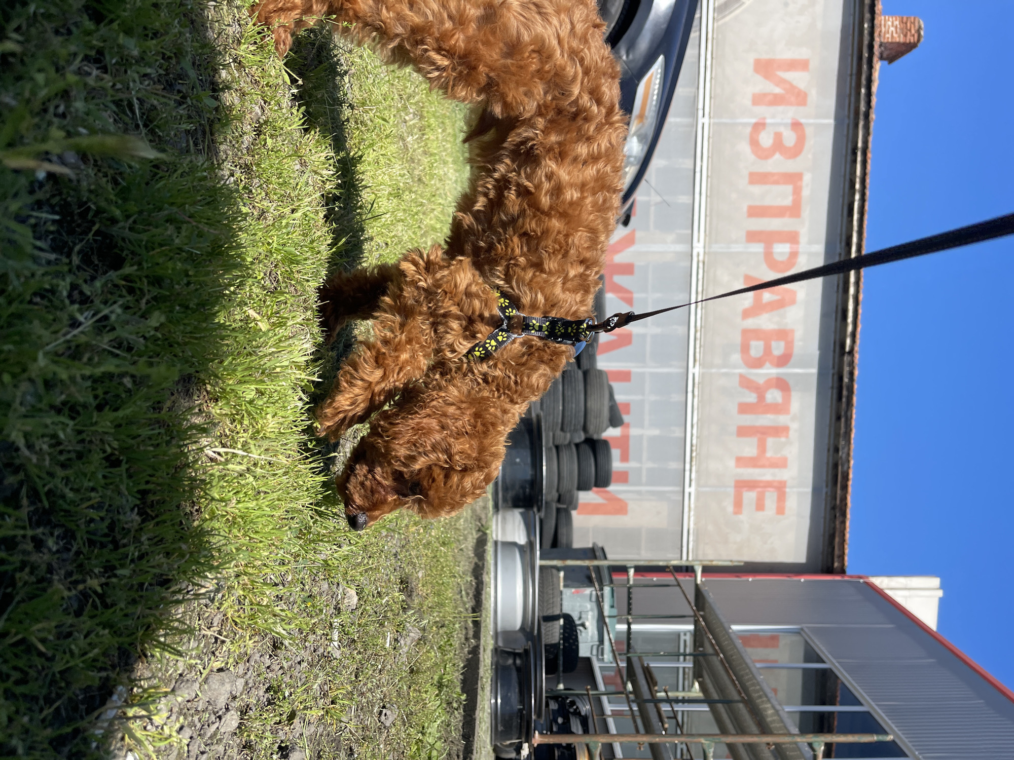 A medium-sized, light brown poodle wearing a black harness with yellow flower accents is on a leash and sniffing the grass near a building. The building behind the dog has "ИЗПРАВЯНЕ" written vertically in large red letters and appears to be in Gorni Bogrov, Bulgaria, based on the Cyrillic text. Stacks of tires are visible behind the dog and next to the building. Part of a vehicle is in the background. The weather is sunny, as indicated by the clear blue sky. The scene is outdoors, with grass and dirt visible in the foreground.