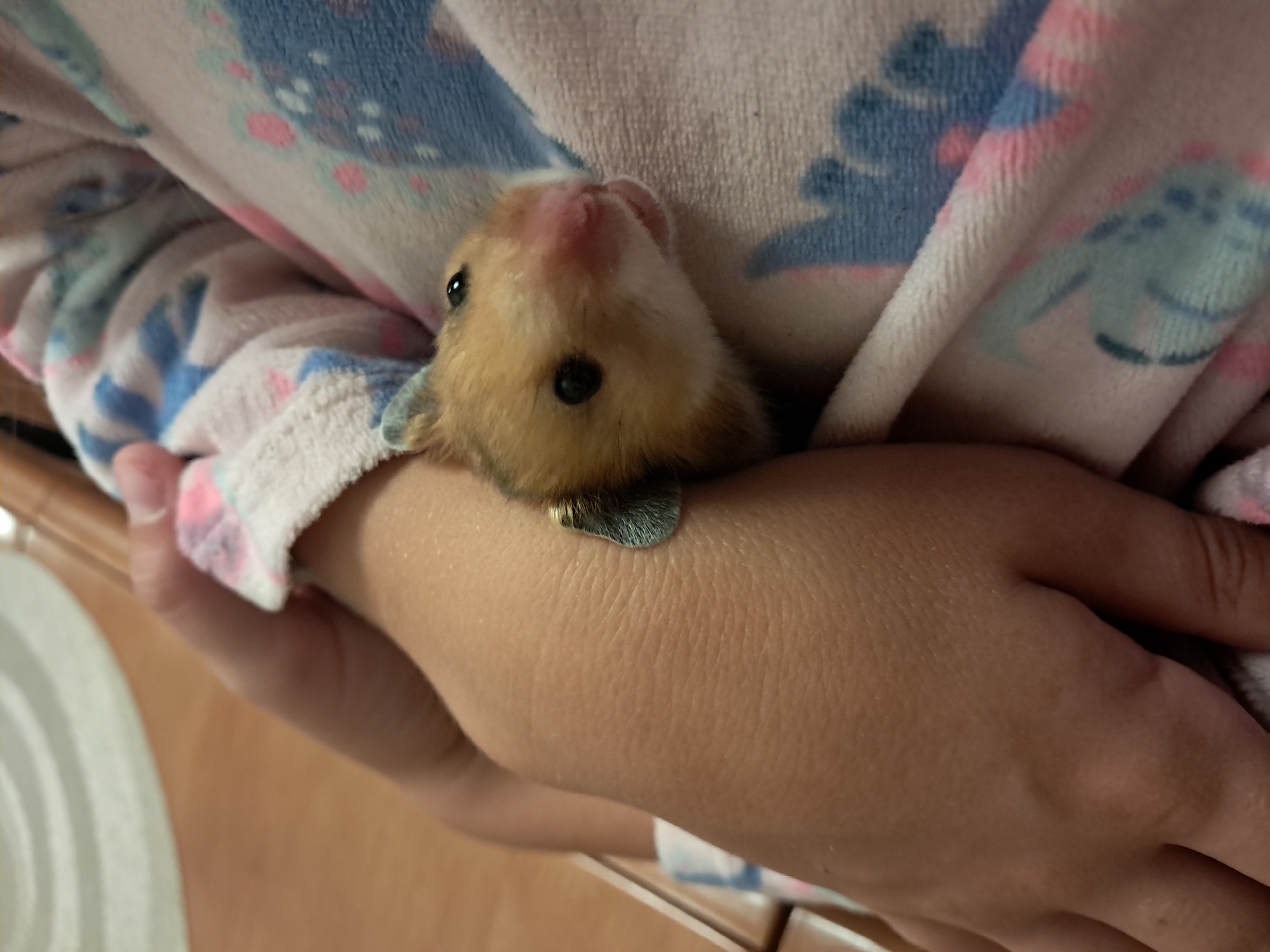 A close-up shot shows a hamster being held by a person. The hamster, with light brown fur, black eyes, and a pink nose, is peeking out from under the person's arm. The person is wearing a blanket with a pattern of blue and pink cartoon characters. The background is blurred, but appears to be a wooden surface, possibly a table. The scene is lit by artificial light.