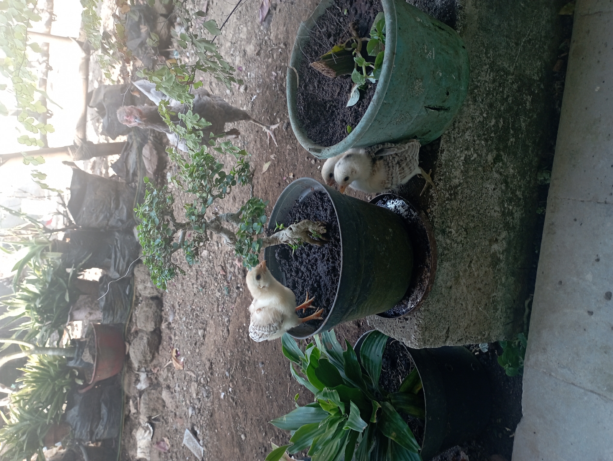 This is a medium shot, taken outdoors in what appears to be a backyard or garden area. The image is moderately lit, with sunlight filtering through foliage, creating a dappled effect. In the foreground, three young chickens are visible. One chick is standing in a dark green pot containing a small bonsai tree. Two other chicks are huddled together beside another larger, weathered green pot. The pots are situated on a concrete ledge. To the left, a larger plant with broad green leaves in a dark pot is also present. In the background, a mature chicken, predominantly grey and white, is standing among some bushes and other potted plants. Several other plants are visible in the background, some in black plastic bags, suggesting they are either being cultivated or stored. The ground is covered with dirt and small stones. The overall environment appears somewhat unkempt but functional as an outdoor space. Based on the presence of numerous potted plants and the general aesthetic, this scene is consistent with a residential garden in Tasikmalaya, Indonesia.